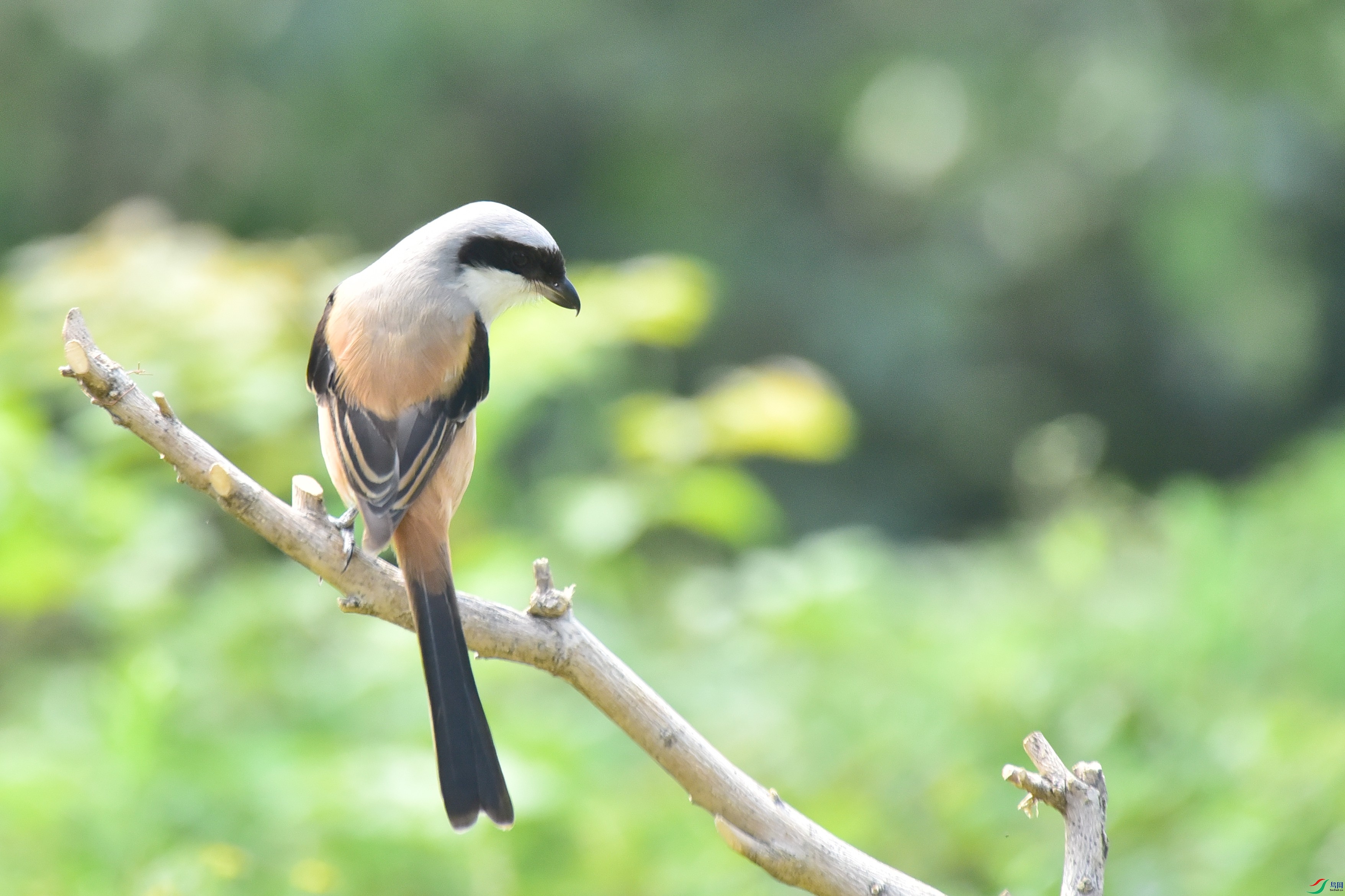 DSC_1611.JPG
