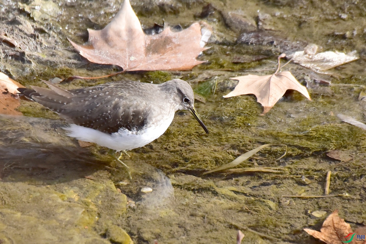 DSC_4070.JPG