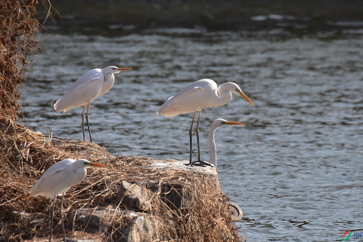 DSC_6243.JPG