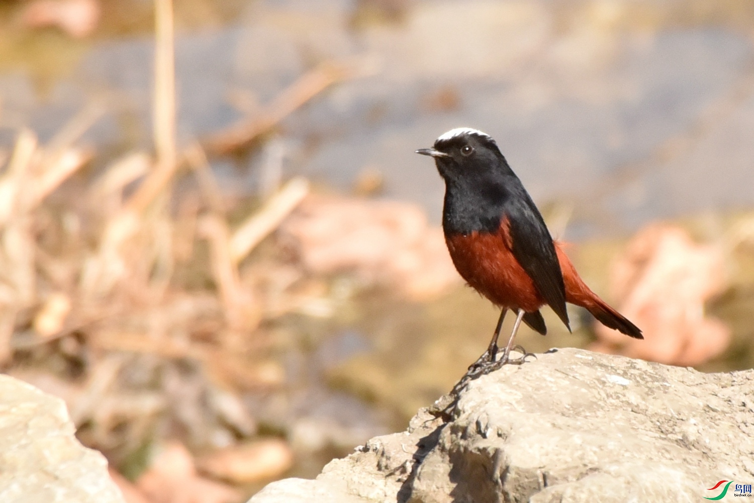 DSC_9593.JPG