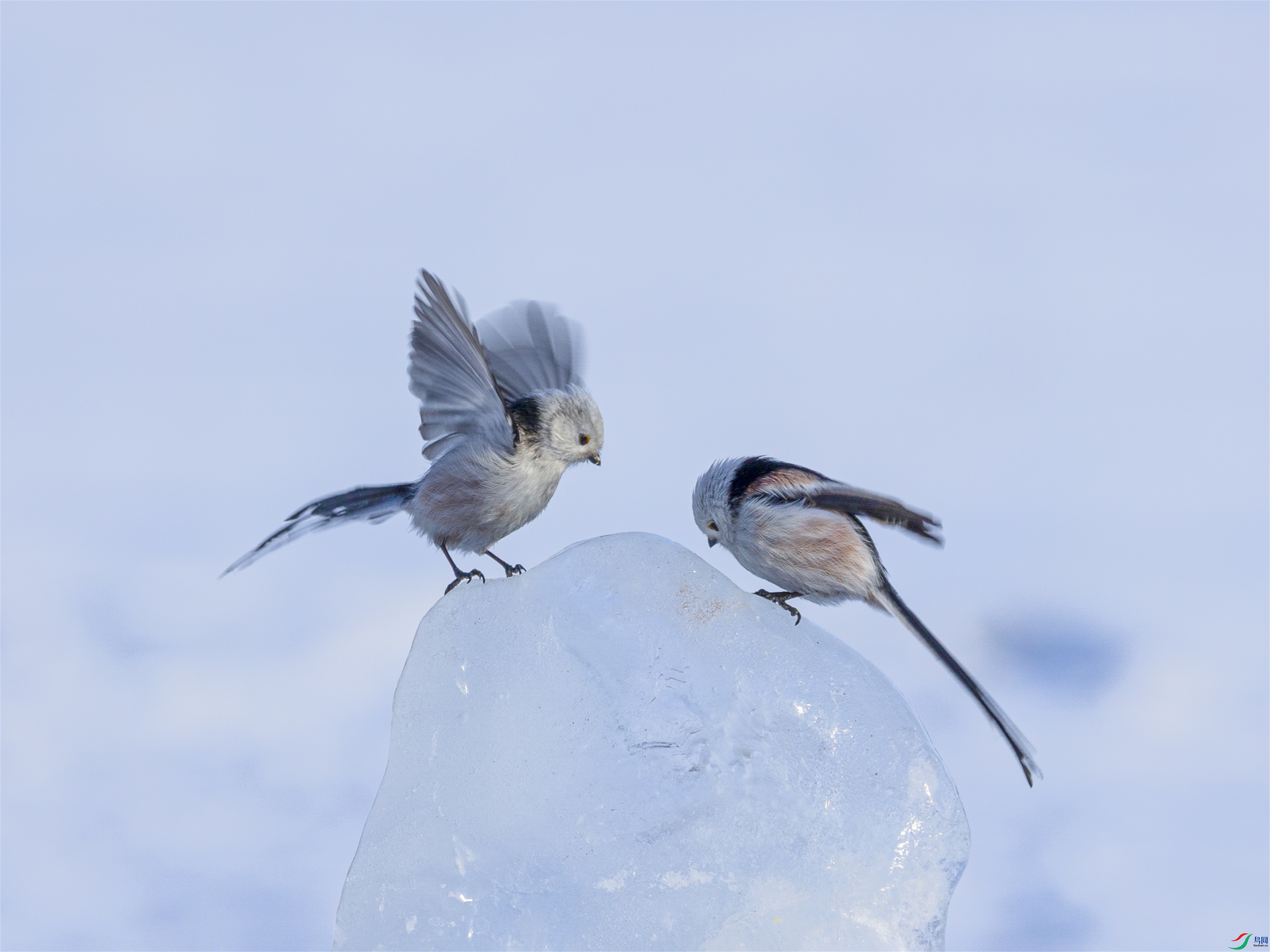 1K3A3689 ����1.jpg