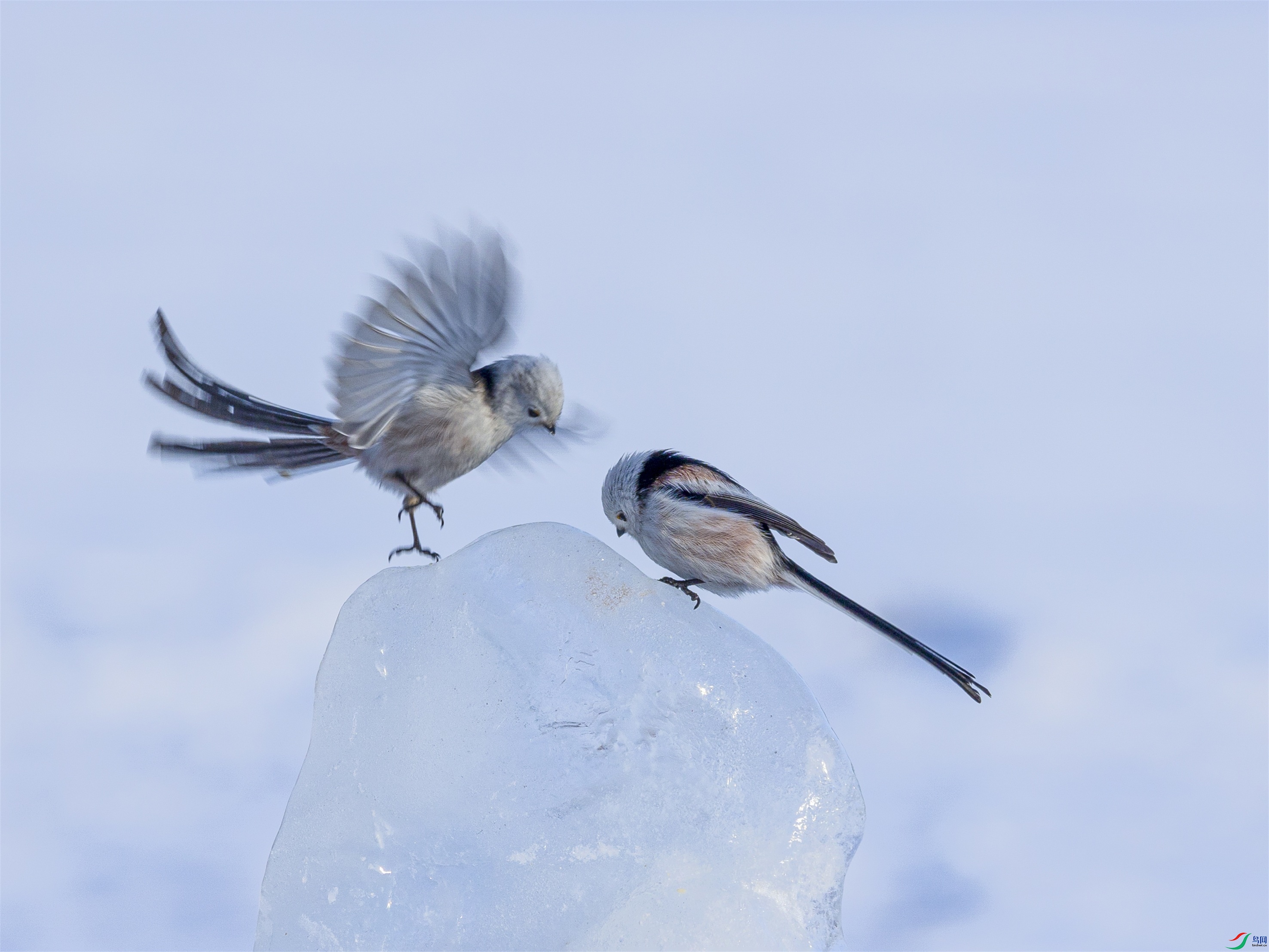 1K3A3690 ����1.jpg