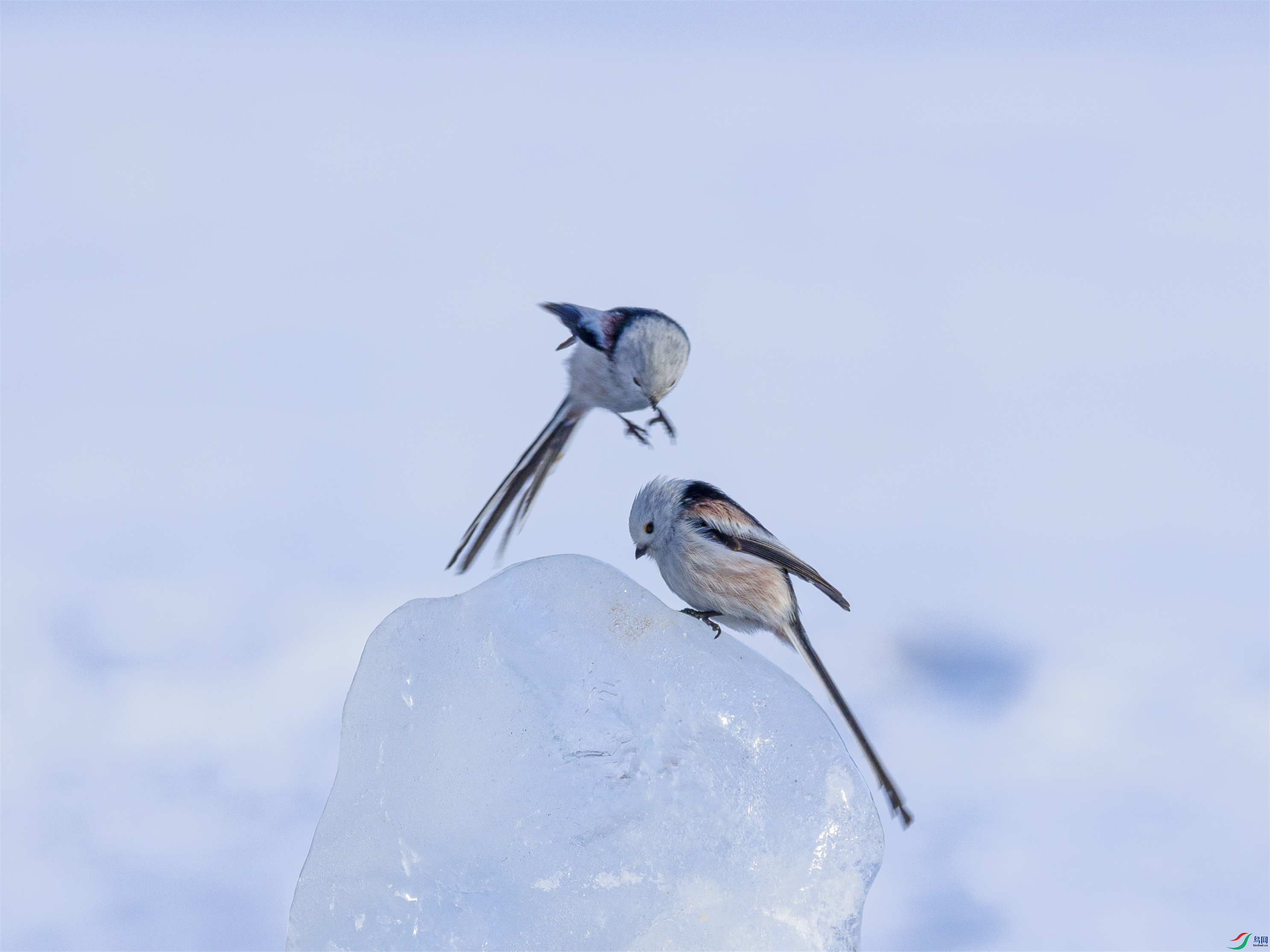 1K3A3692 ����1.jpg