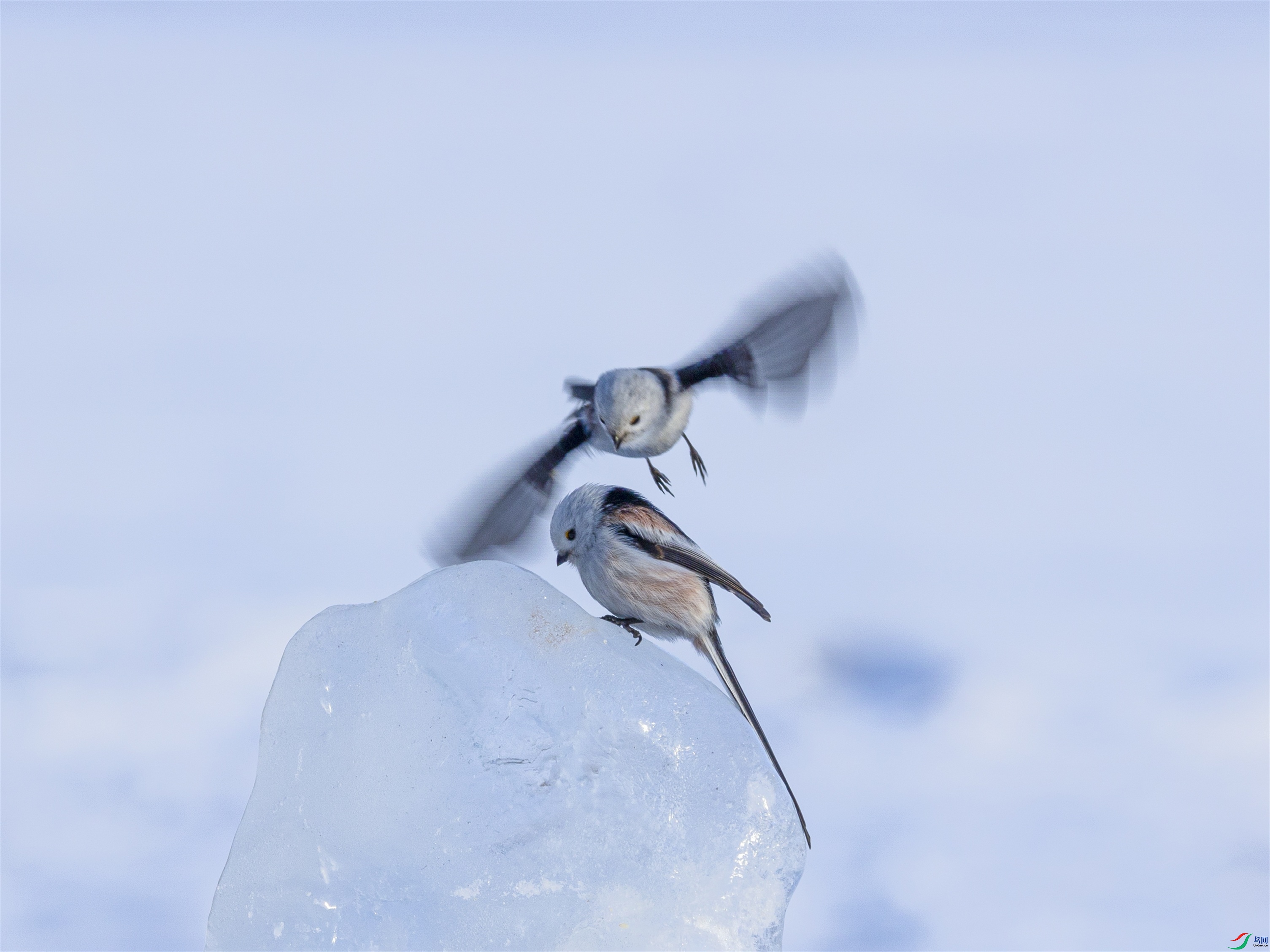 1K3A3693 ����1.jpg