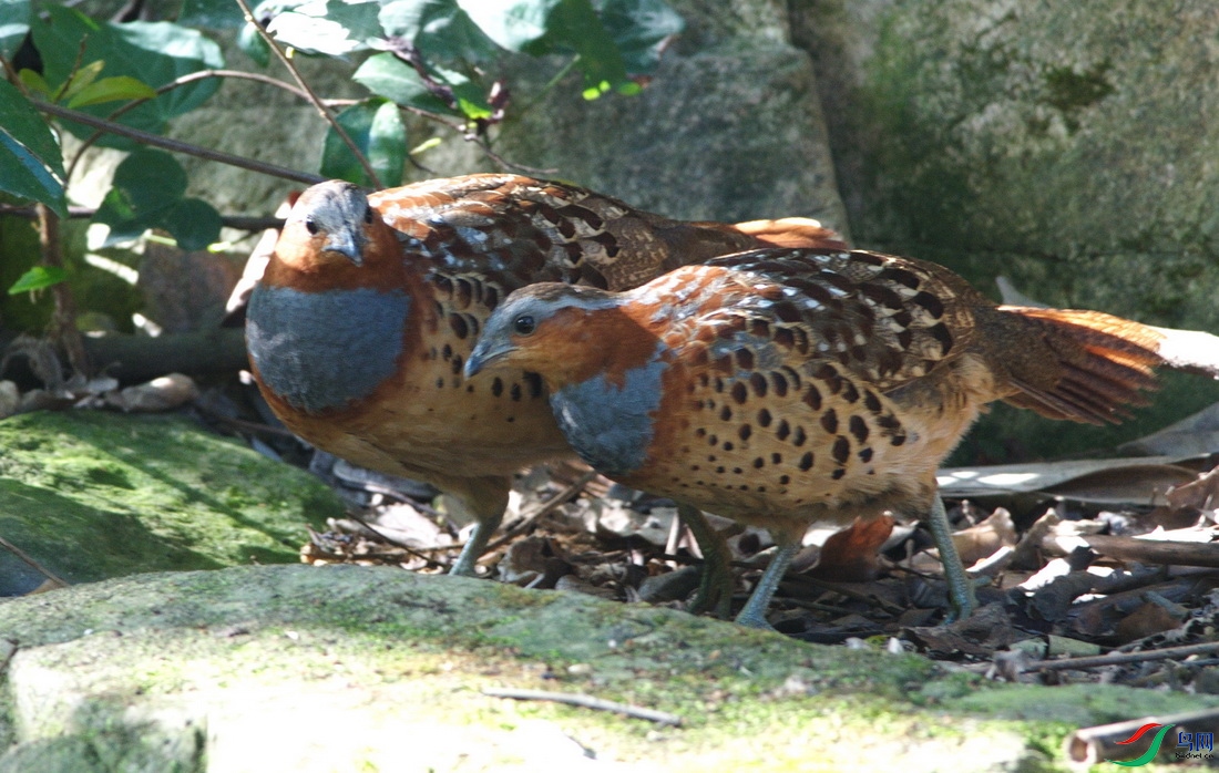 DSC_2588zzz_������С.jpg