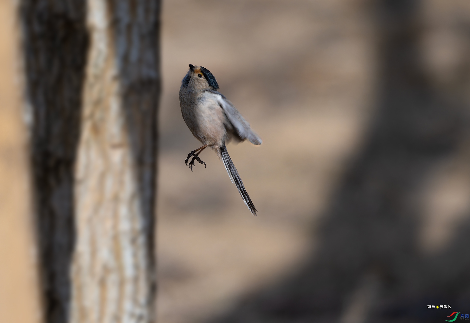 _DSC5246-NEF_DxO_С.jpg