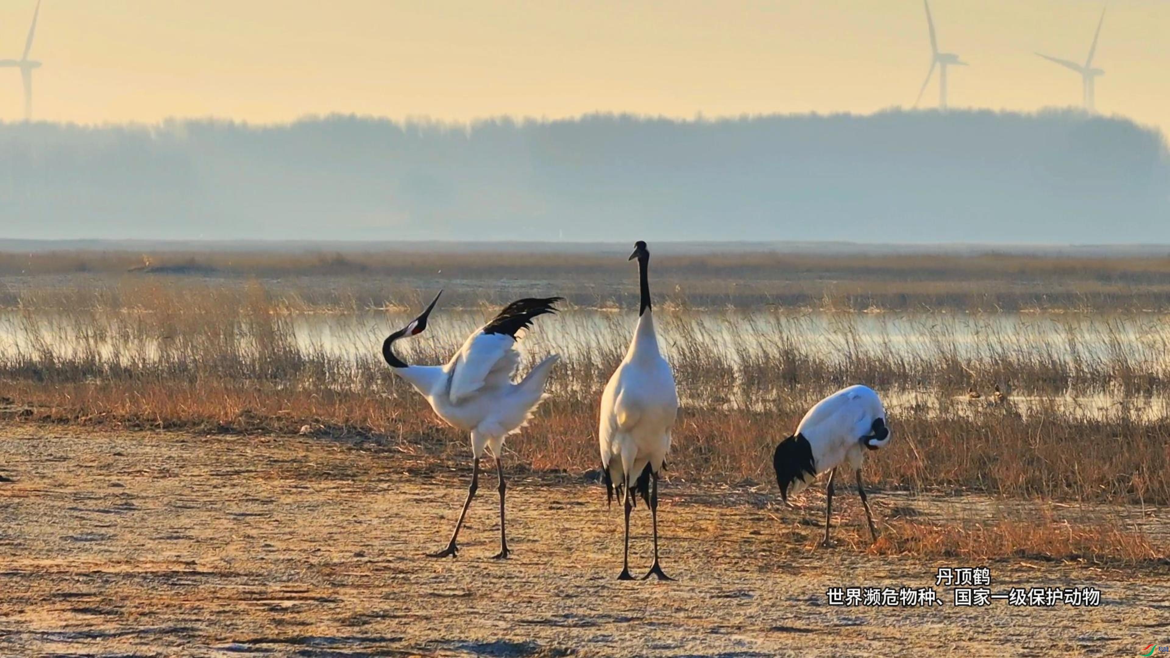 3��25�� (4)(2)-����.jpg