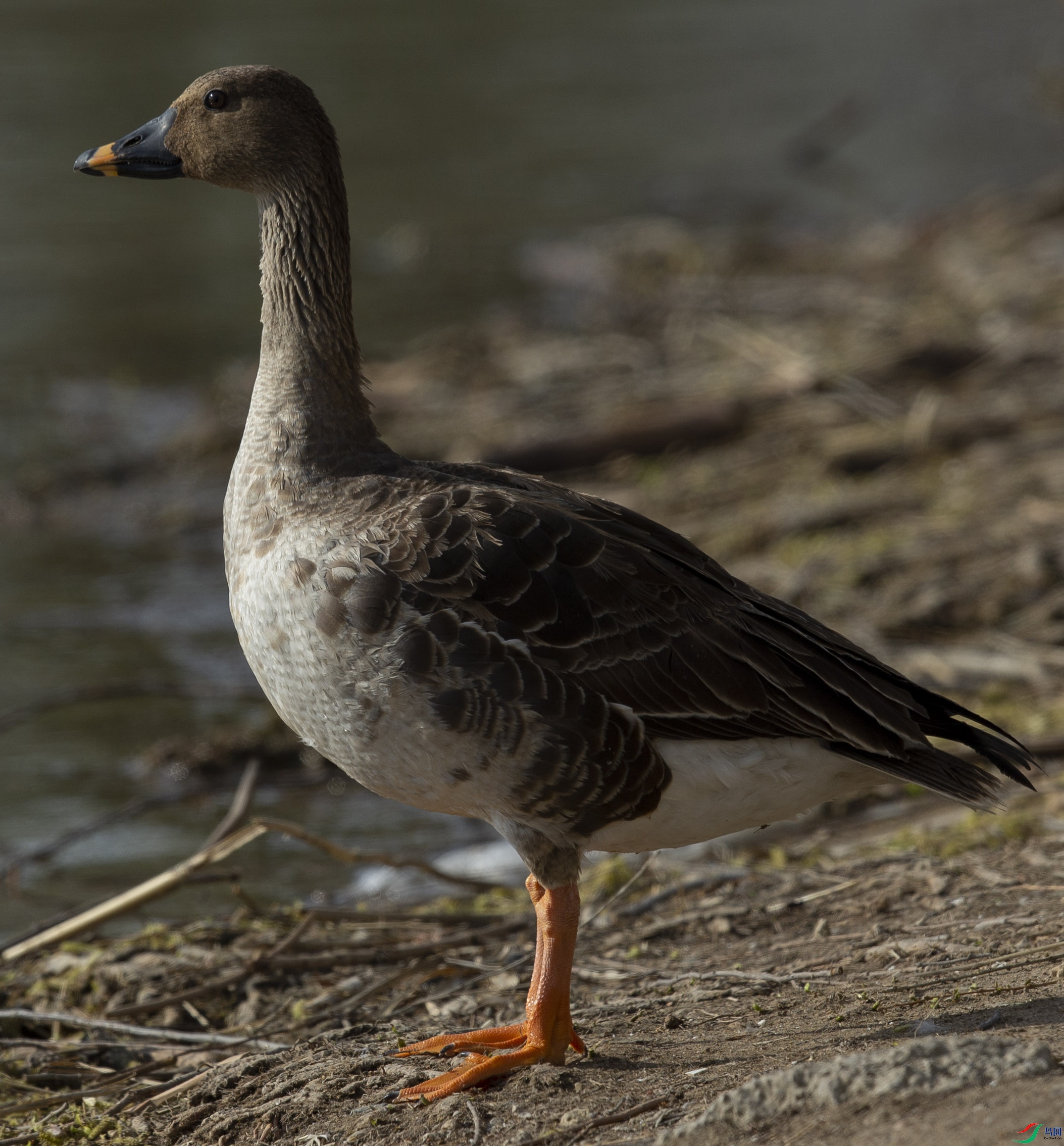 1�����ڱ����Ϻ���