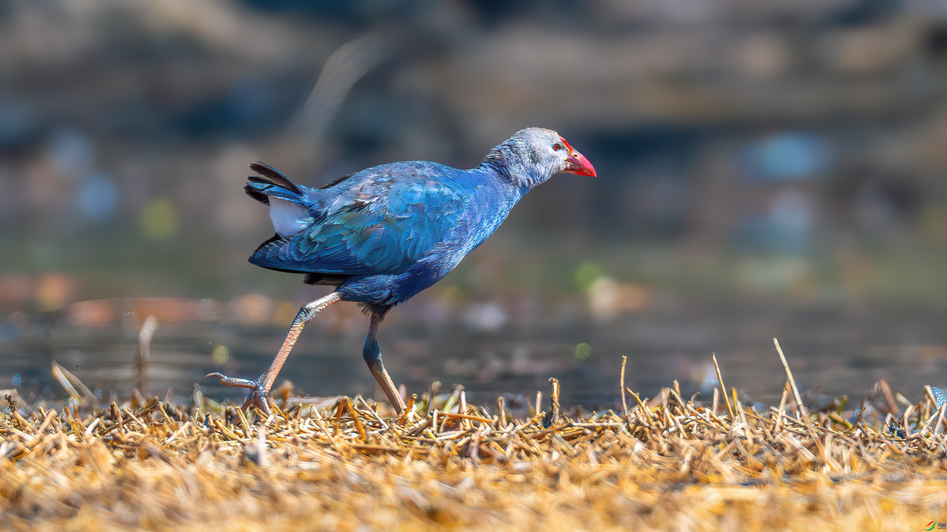 DSC_7831-����ǿ-NR.jpg
