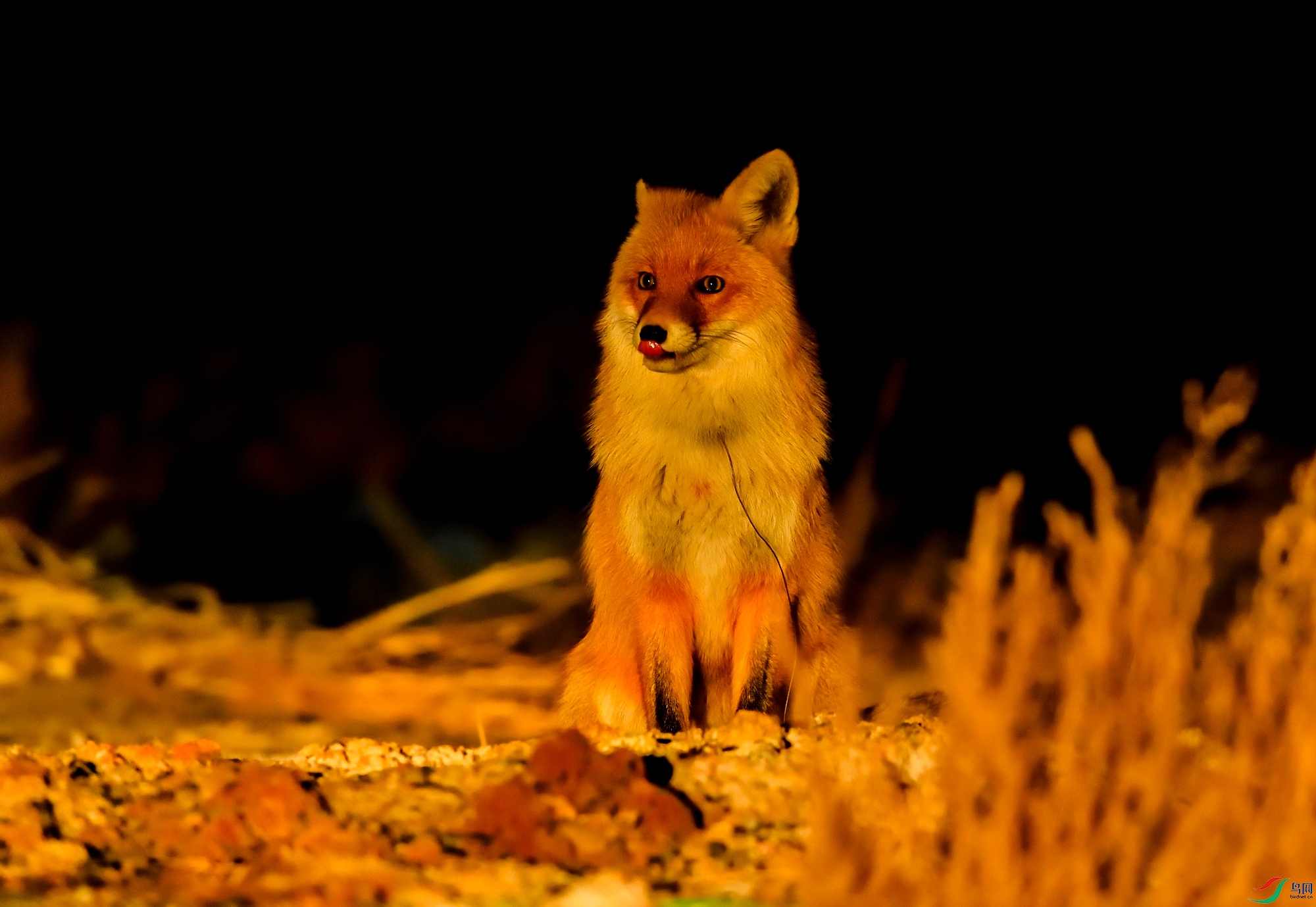 DSC_2537.jpg