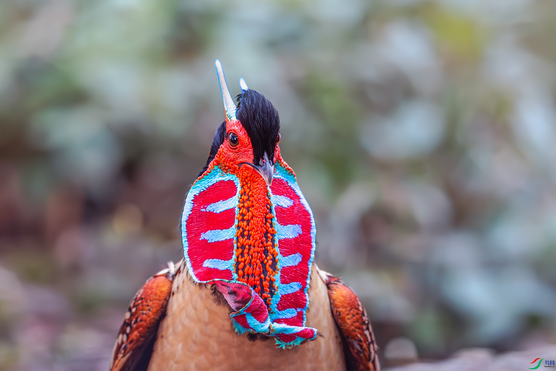 _XGQ6529-1����ǿ-NR ����.jpg