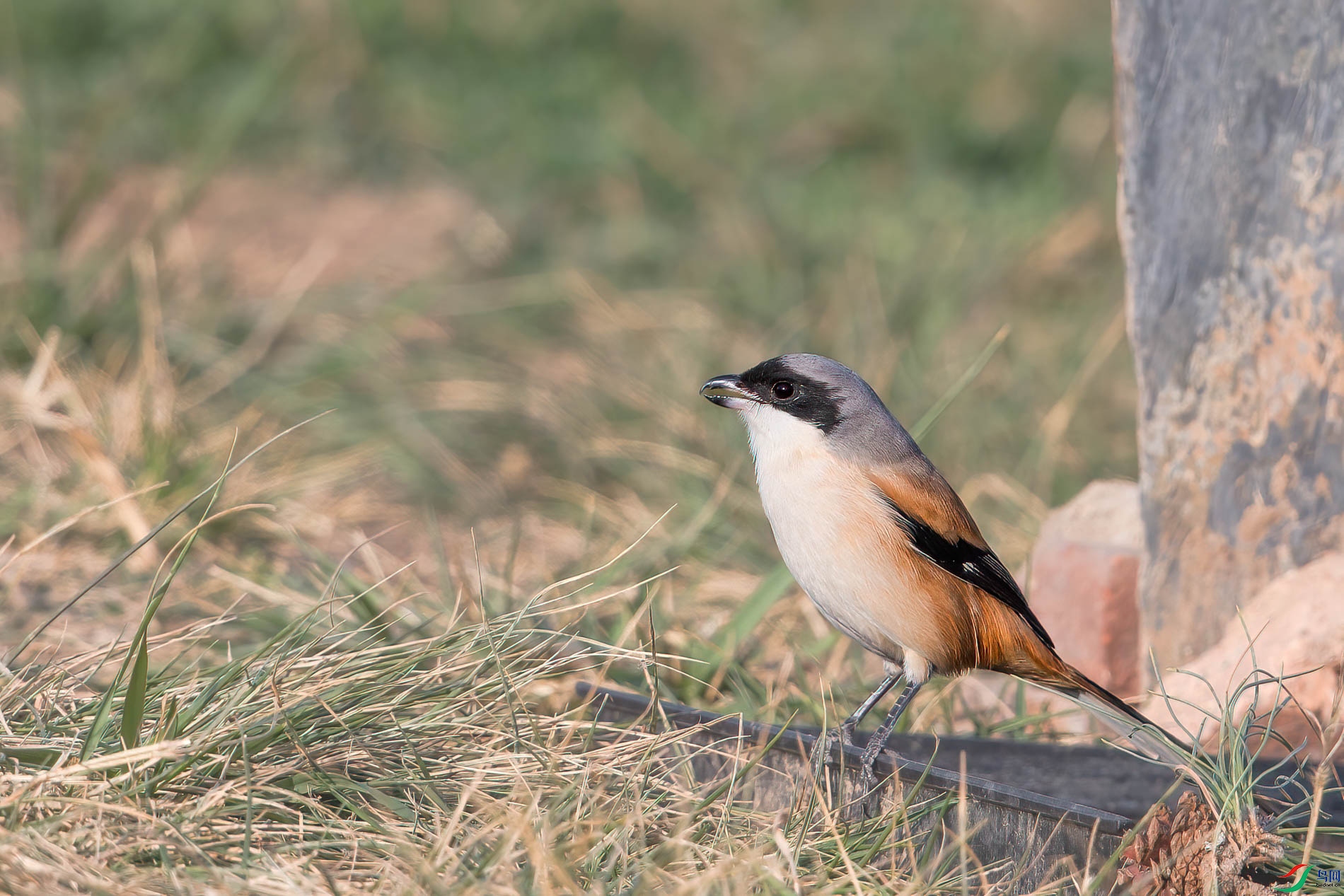 AQ4P2273-1.jpg