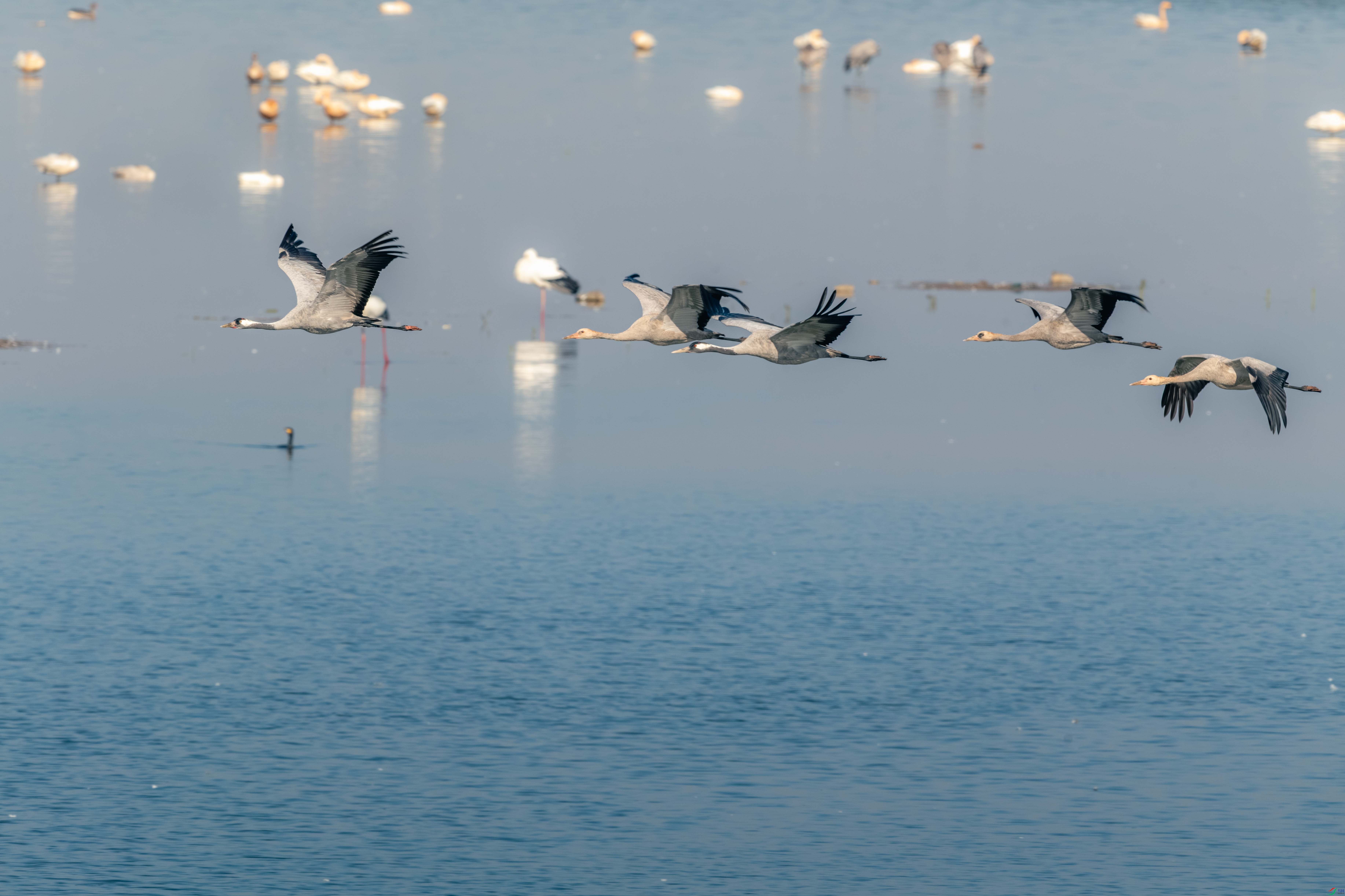 DSC_2433-����ǿ-NR.JPG