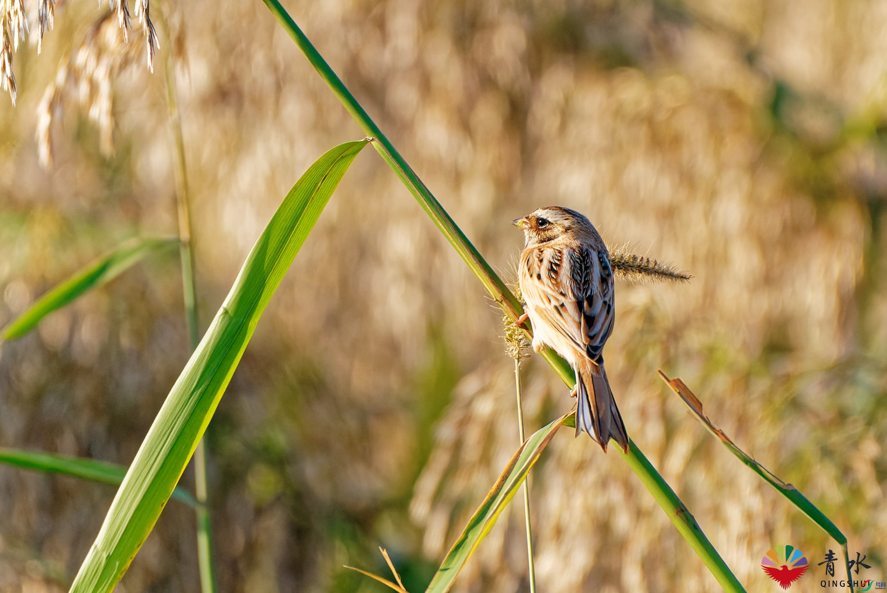 DSC08254_DxO.jpg
