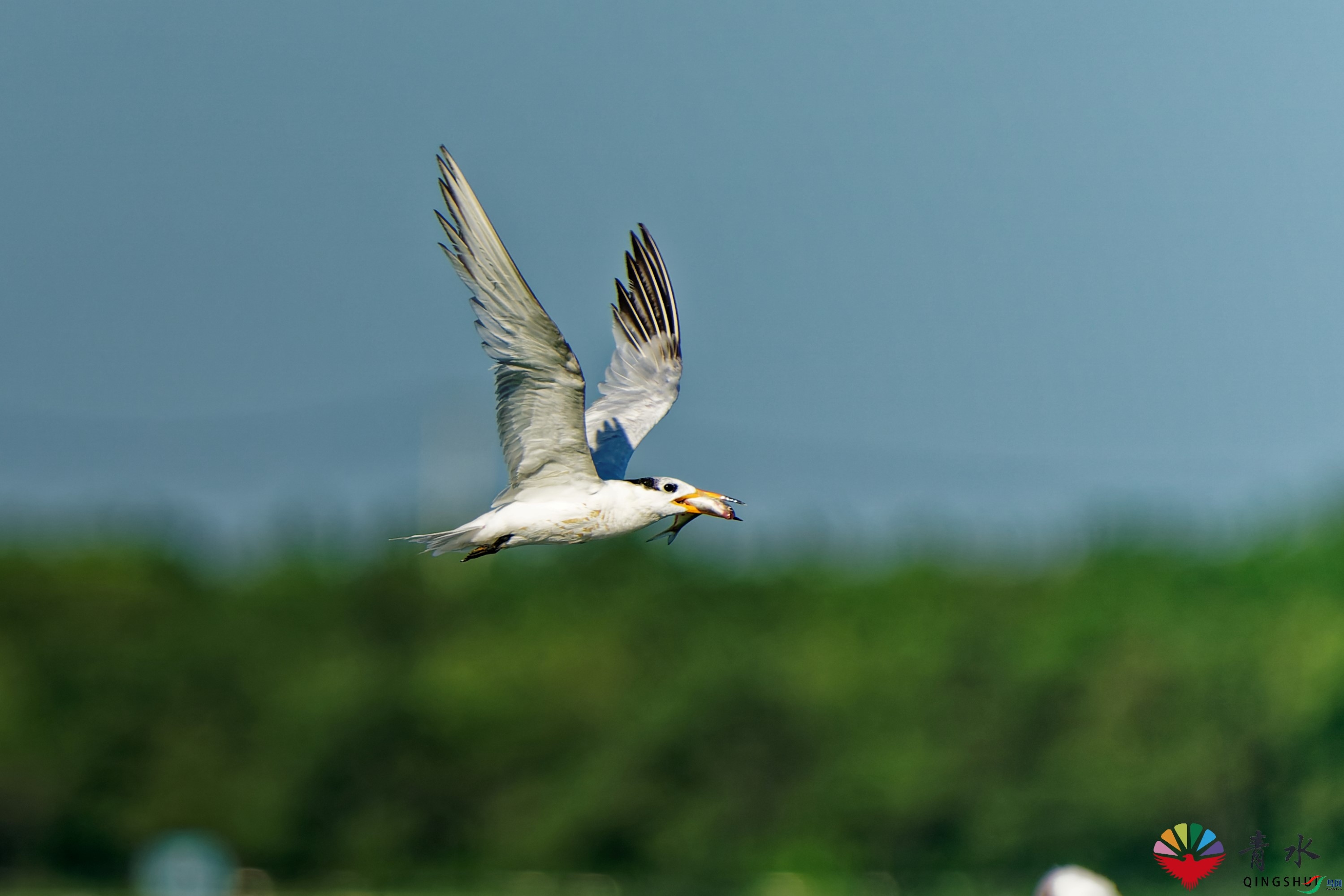 DSC09294_DxO.jpg