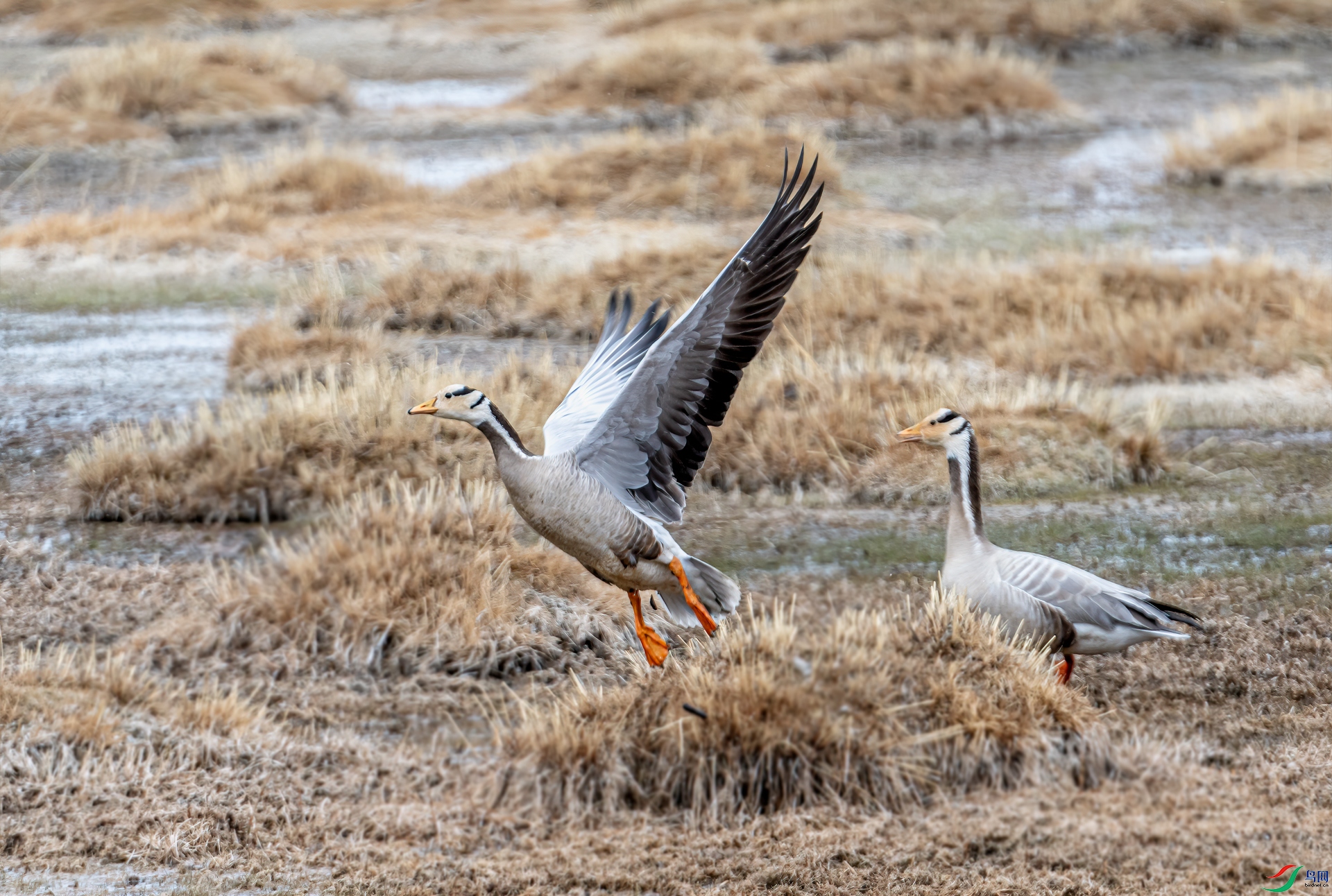 DSC_9290-11.jpg