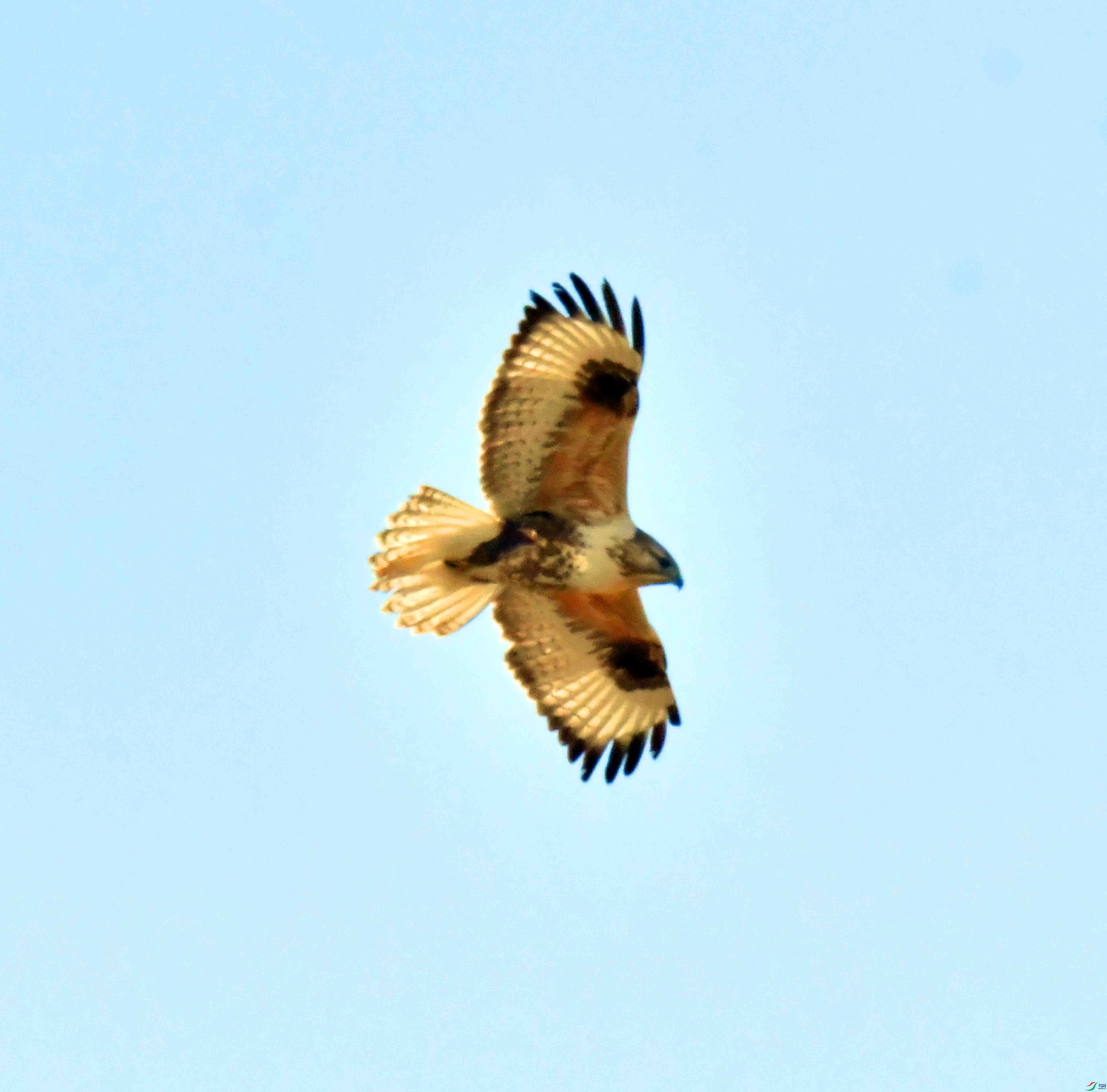DSC_9534.JPG