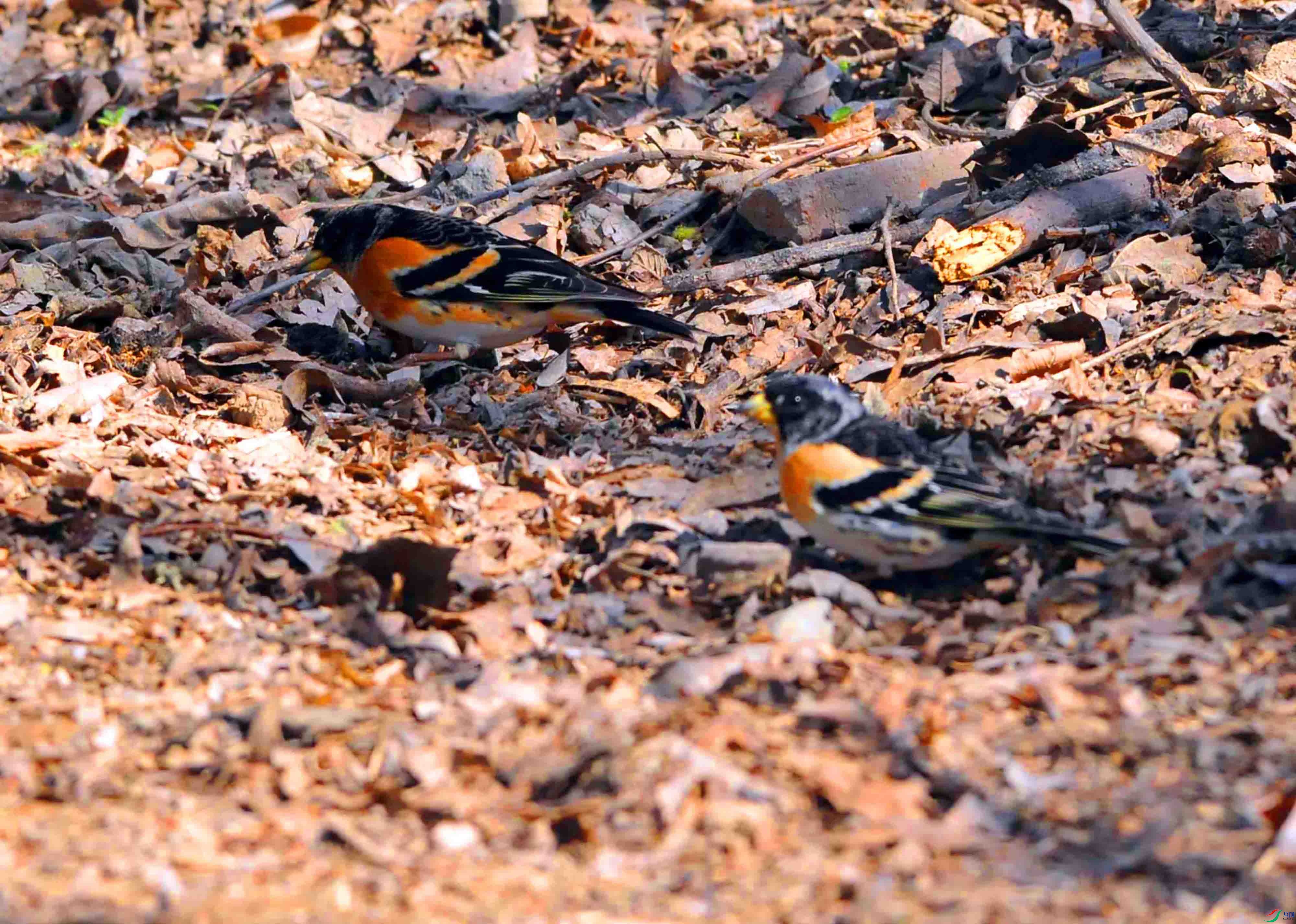 DSC_6742.JPG