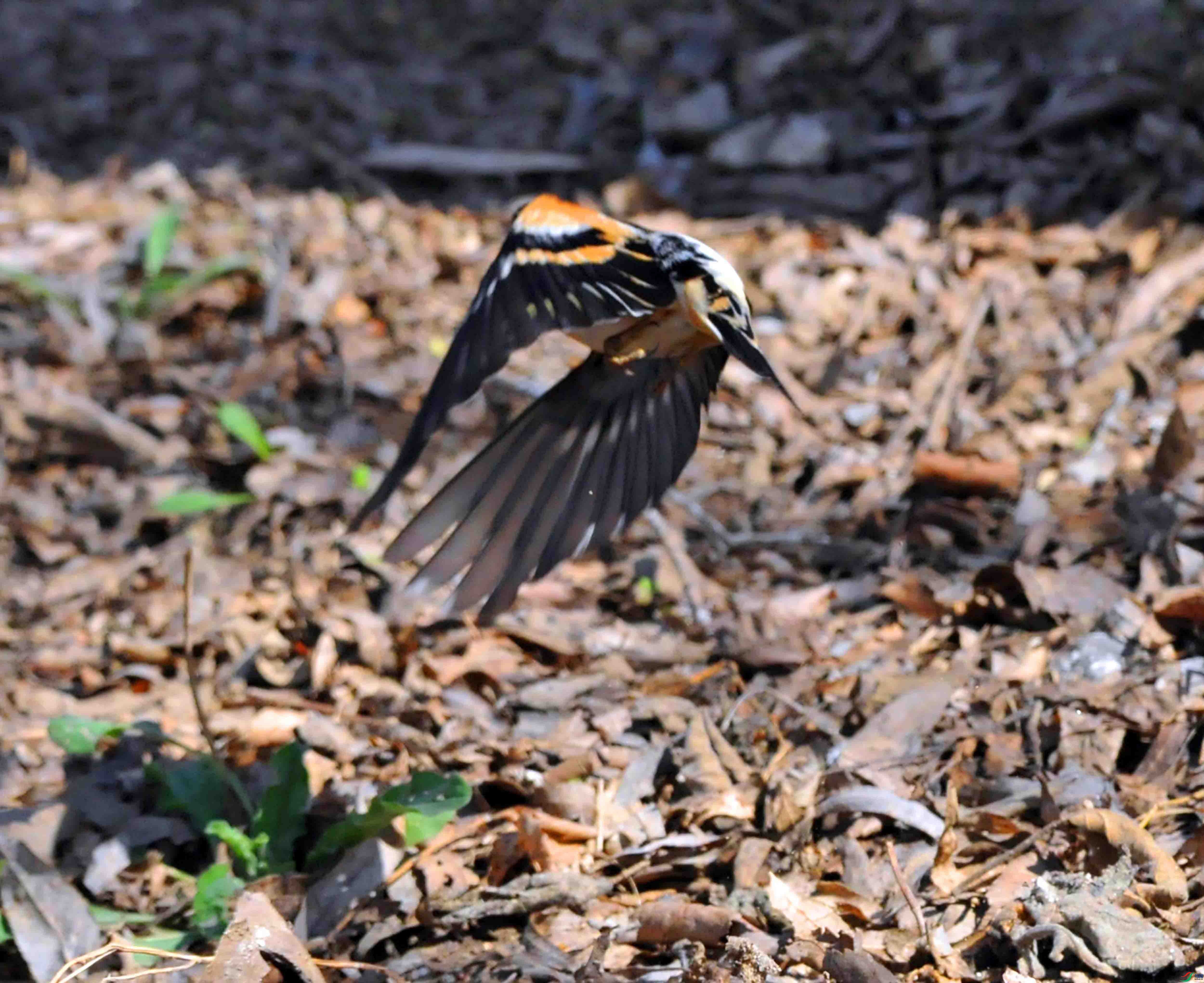 DSC_6744.JPG