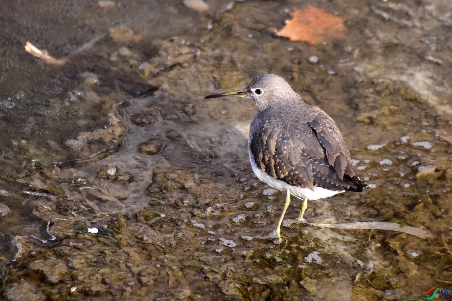 DSC_4561.JPG