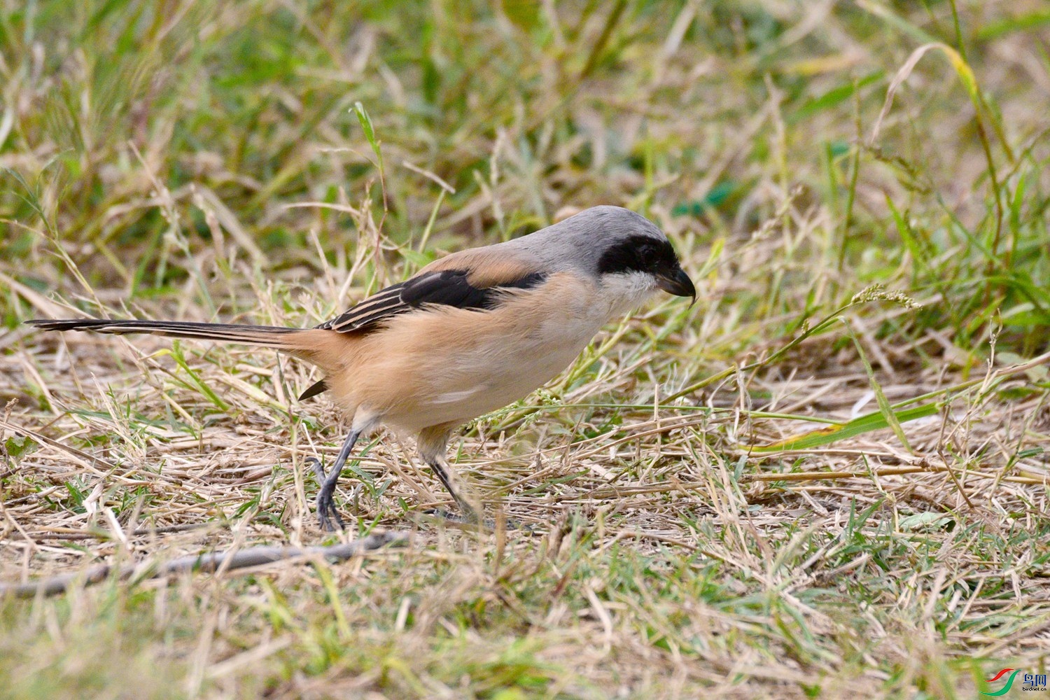 DSC_3616.JPG