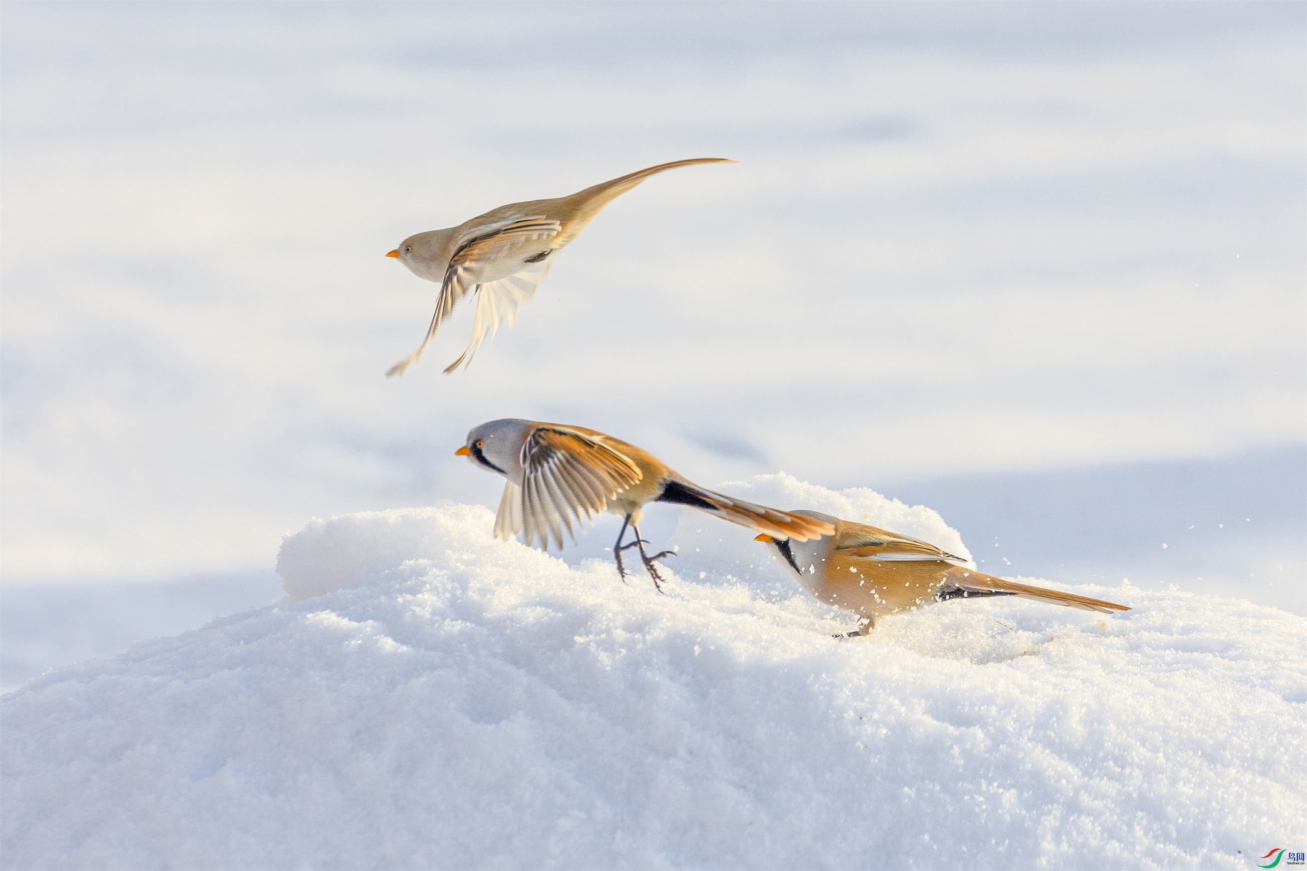 1K3A8051 ����1.jpg