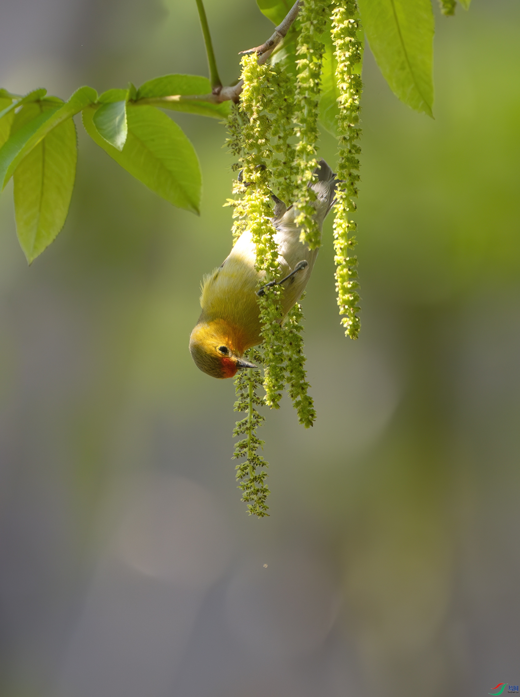 DSC_6337-����ǿ-NR ����.jpg