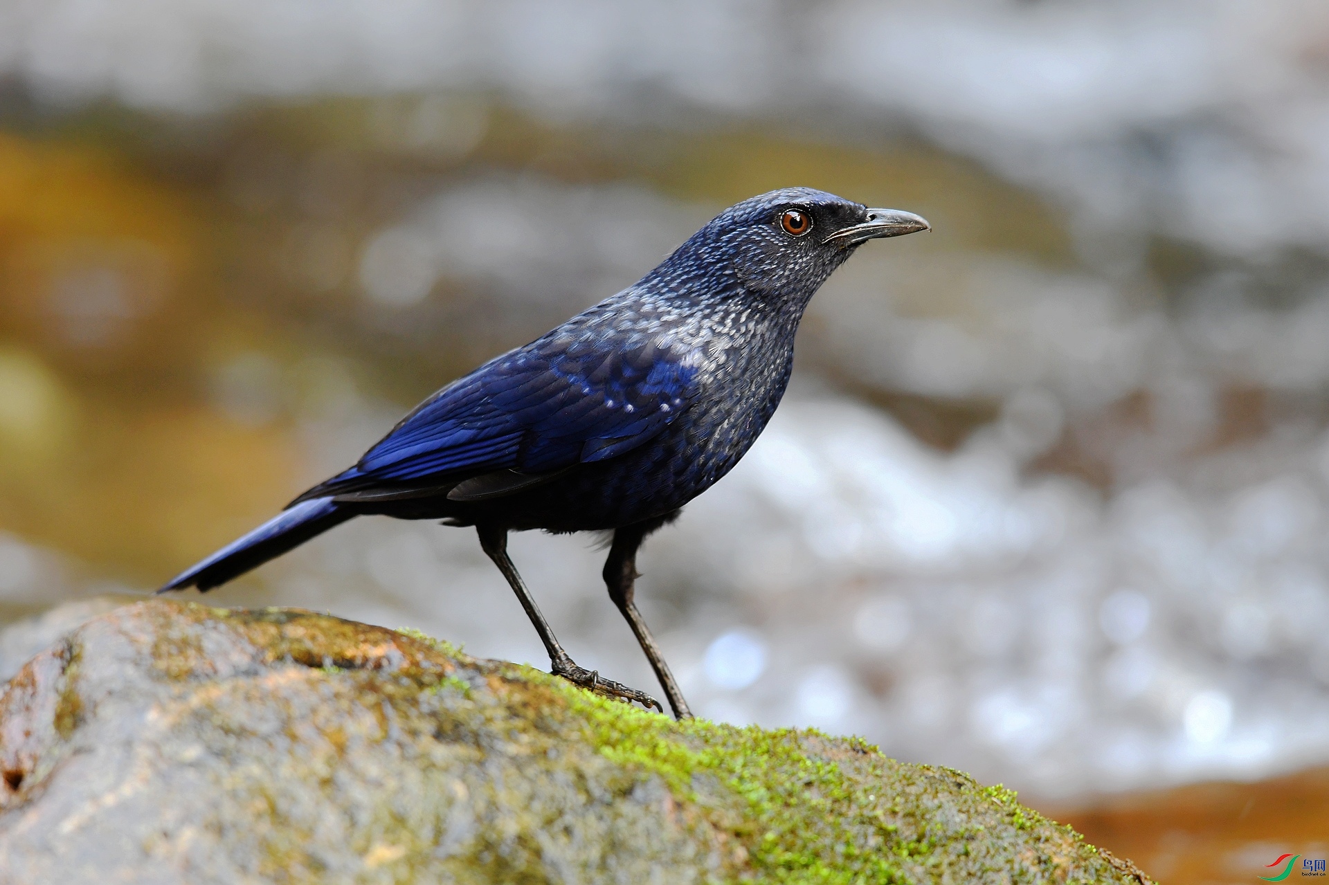 DSC_0738.jpg