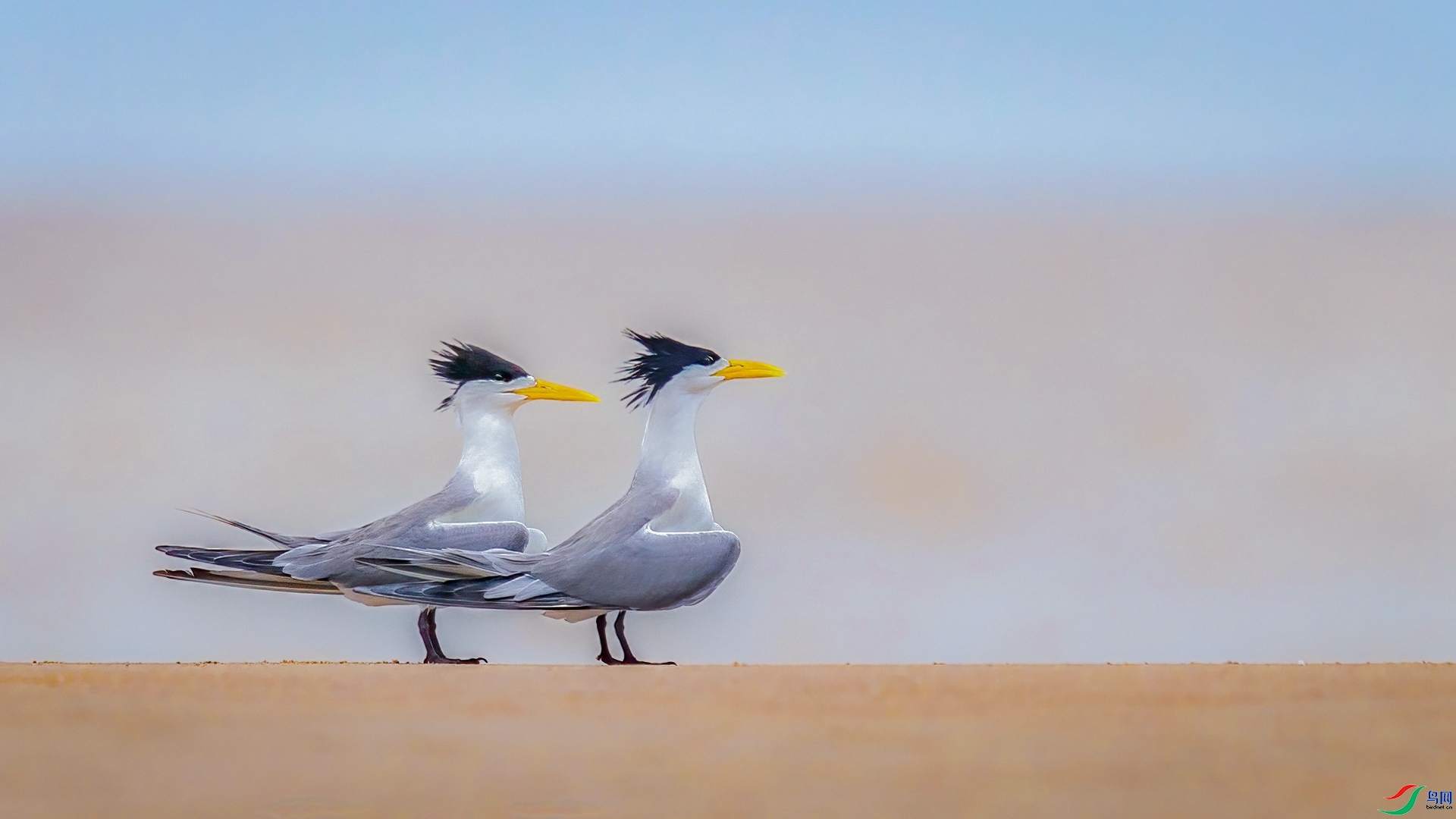 3.21�ƽ�Ҷ��ʦ��Ʒ   ����������ף���ٻ����Ѿ�����.jpg