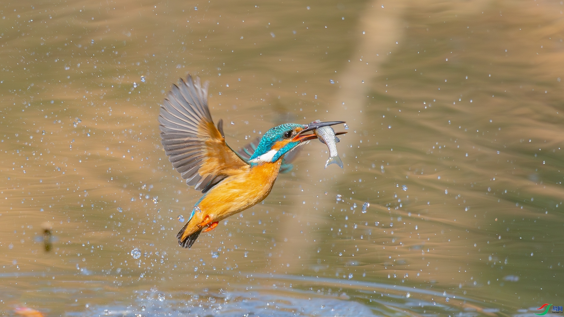 3.25�ƽ�Ҷ��ʦ��Ʒ   ������ ��ף���ٻ����Ѿ�����.jpg