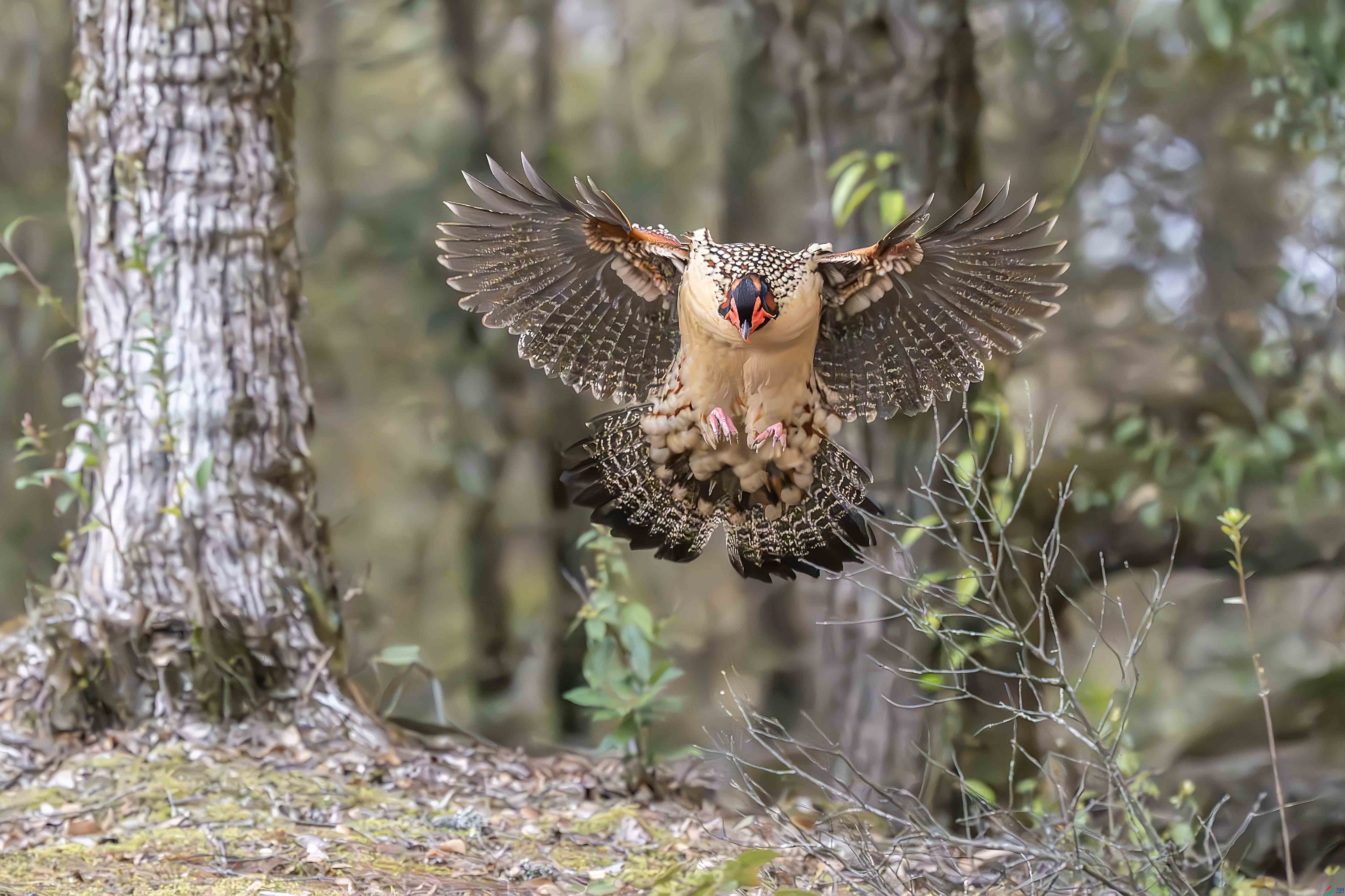 _DSC1802-����ǿ-NR ���� 2.jpg