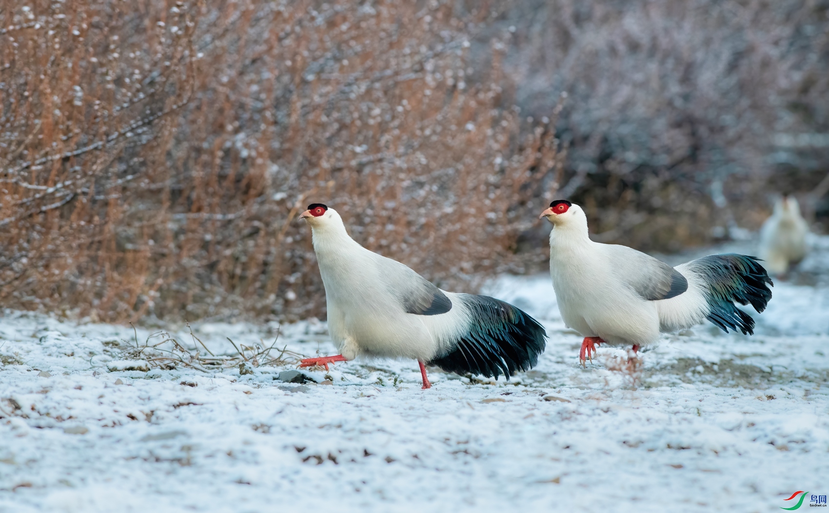 DSC_2959-1.jpg