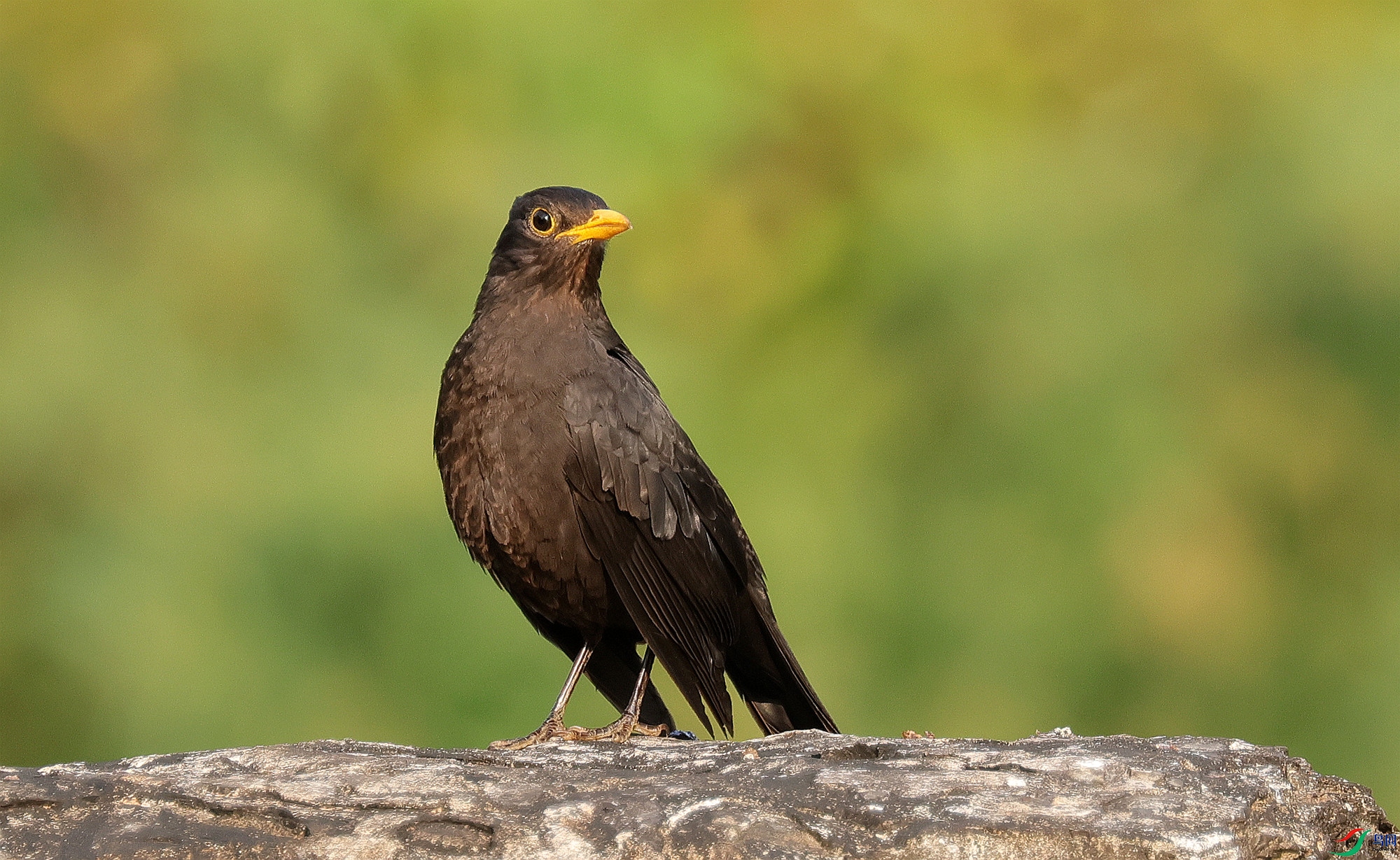 ����һ��