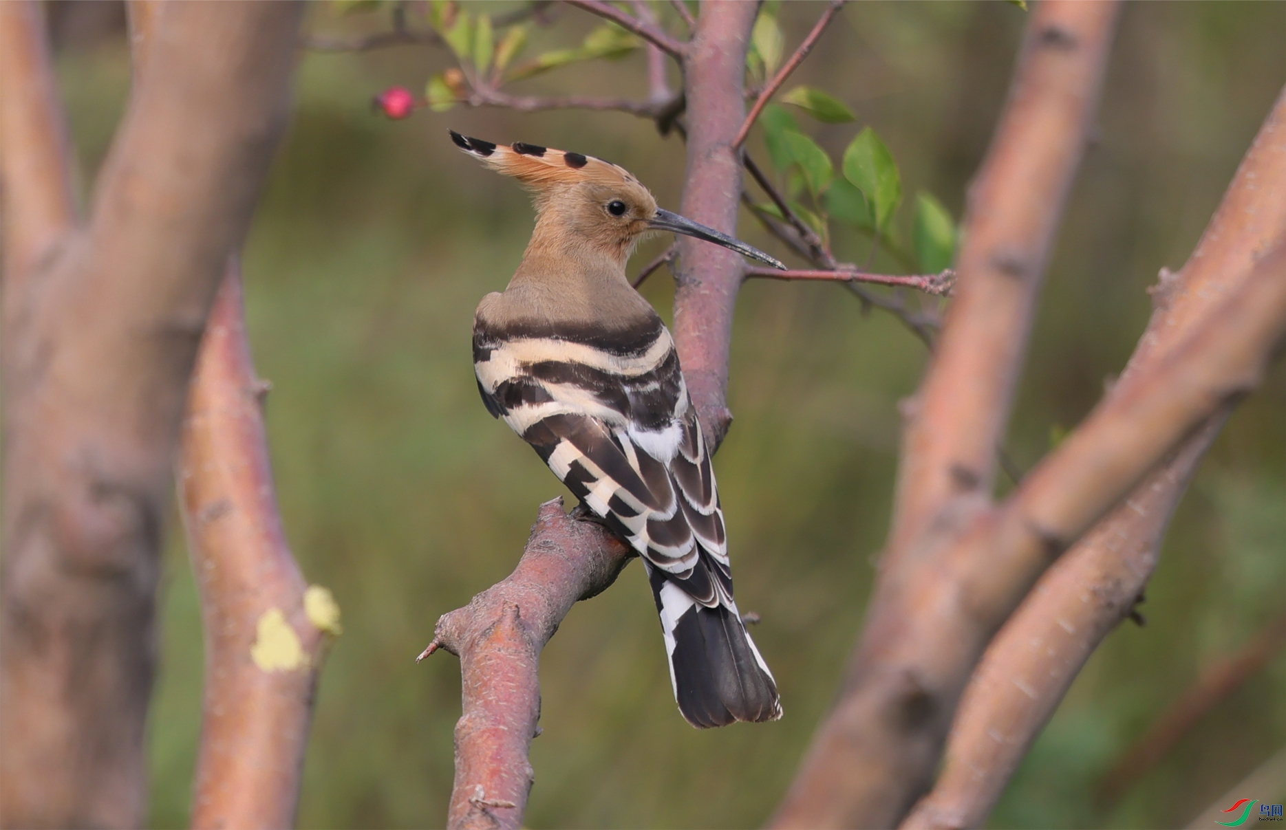 ��ʤ25 ����.jpg