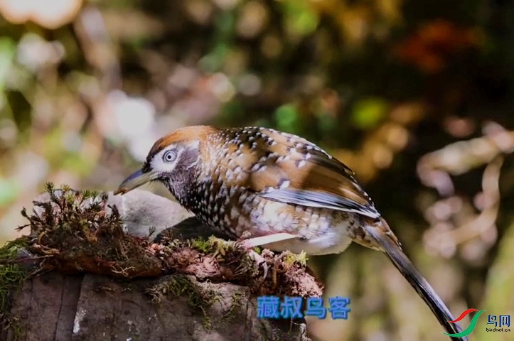 �������---��Ŀ ����.jpg