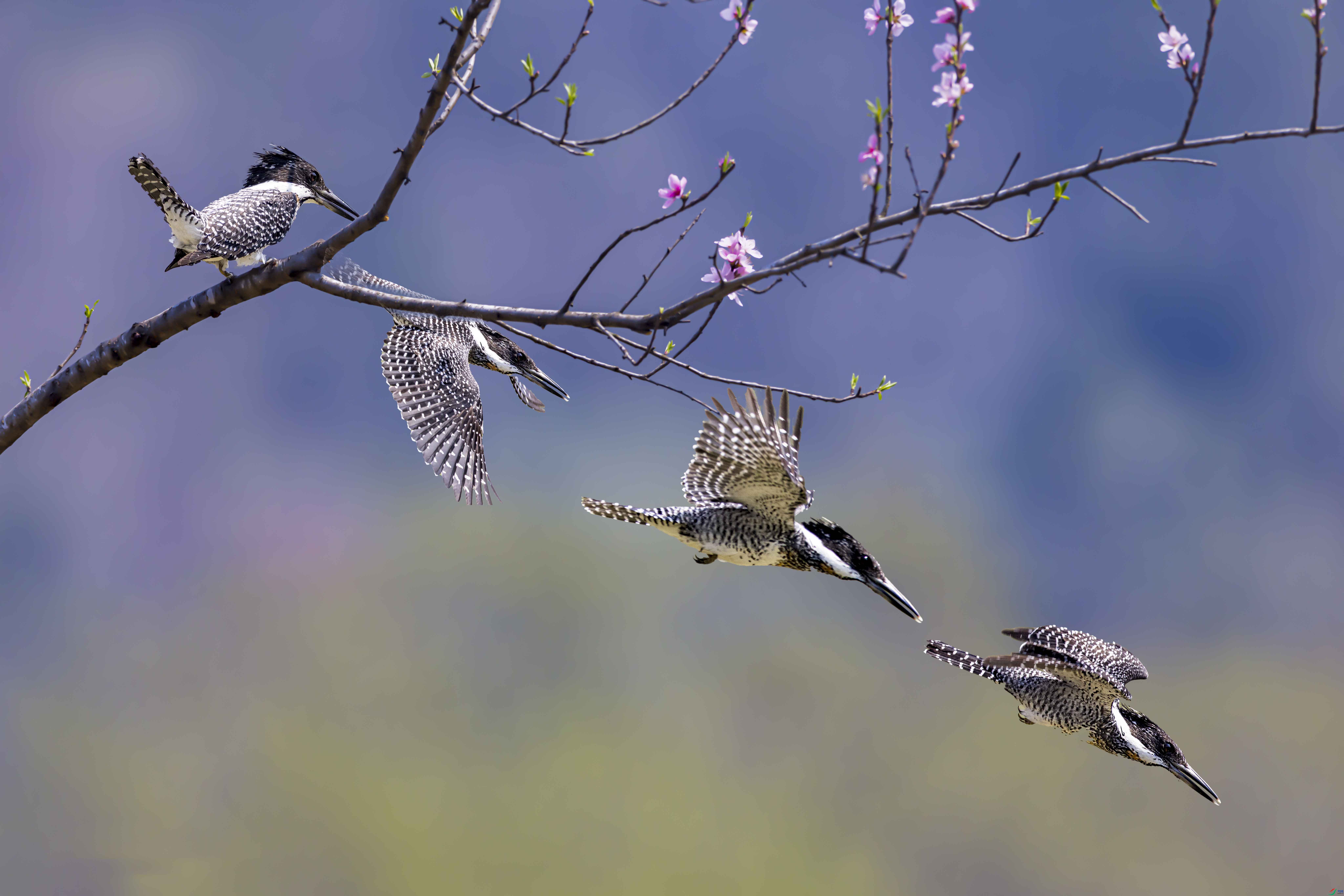 IMGL9406 ����.jpg