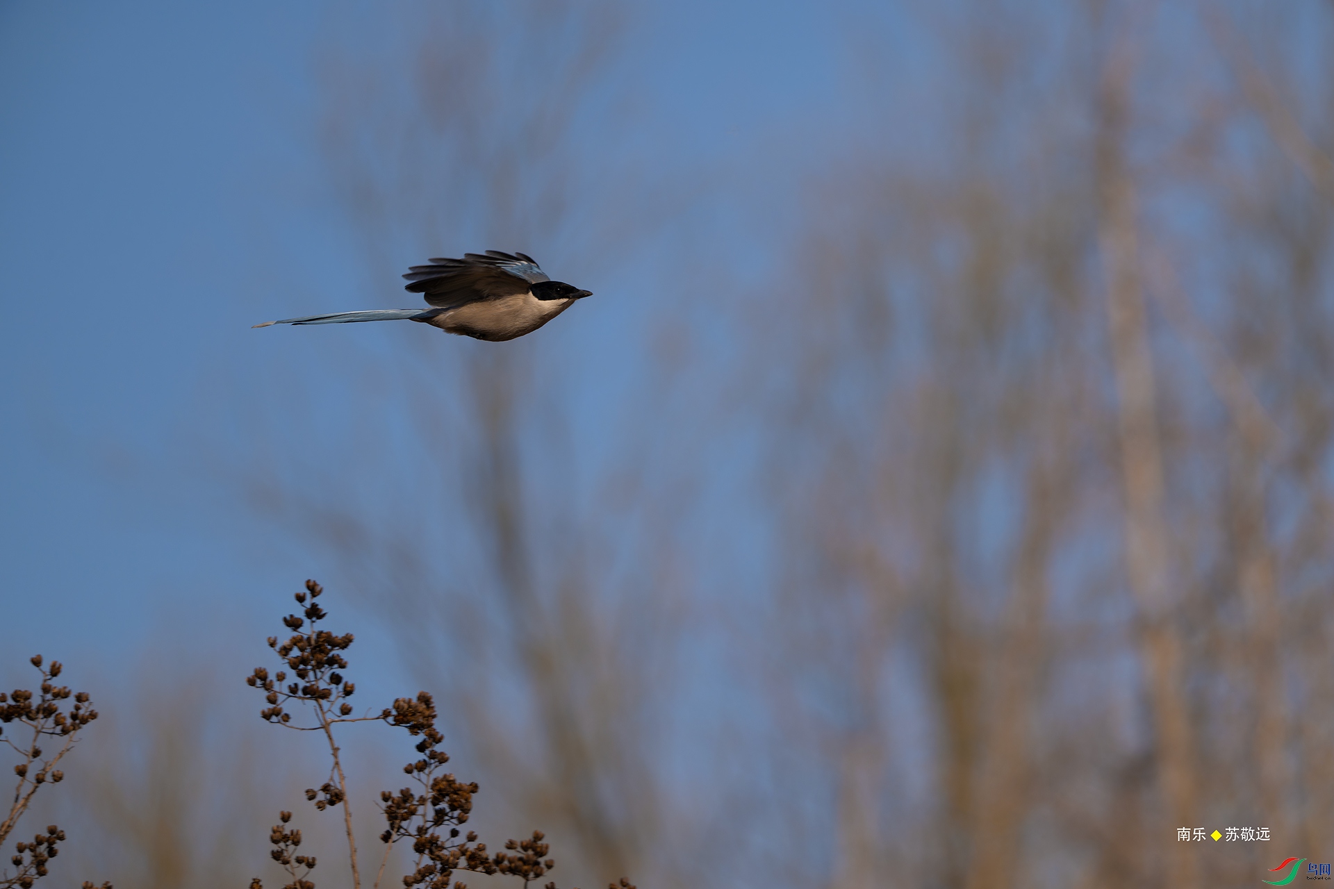 _DSC5117-NEF_DxO_С.jpg