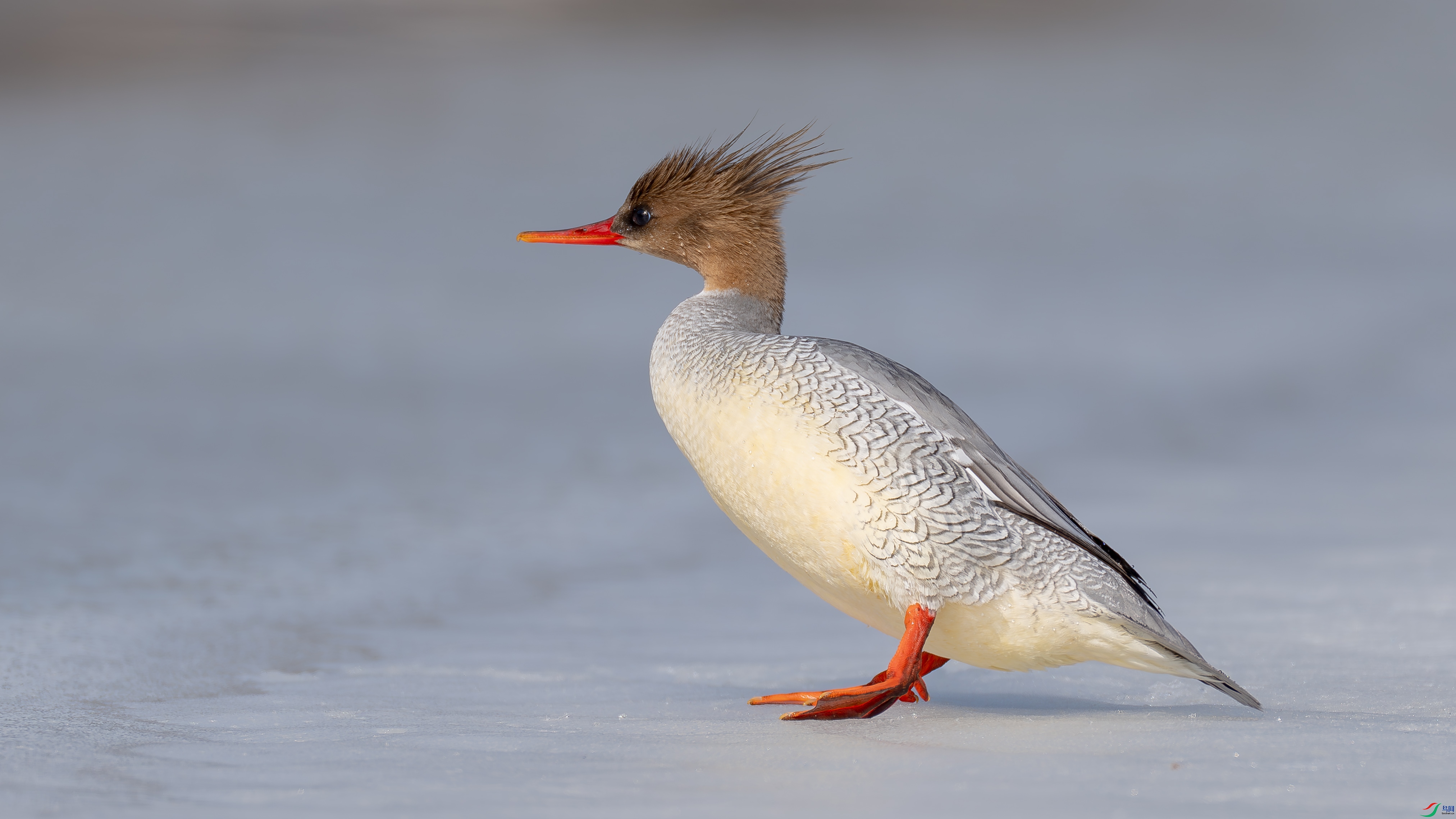 _DSC0742-.jpg