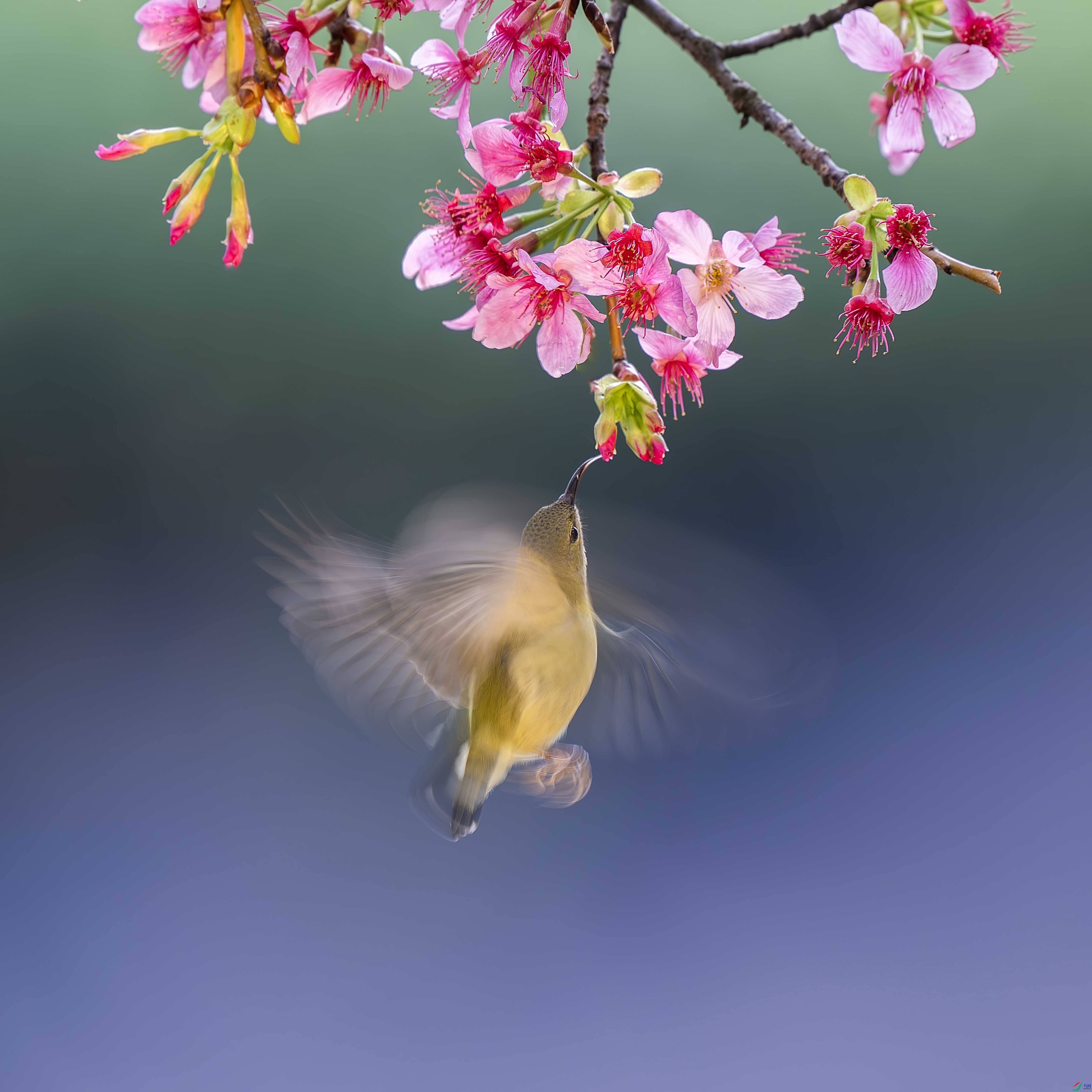 _DSC7178-����ǿ-NR ���� 2.jpg