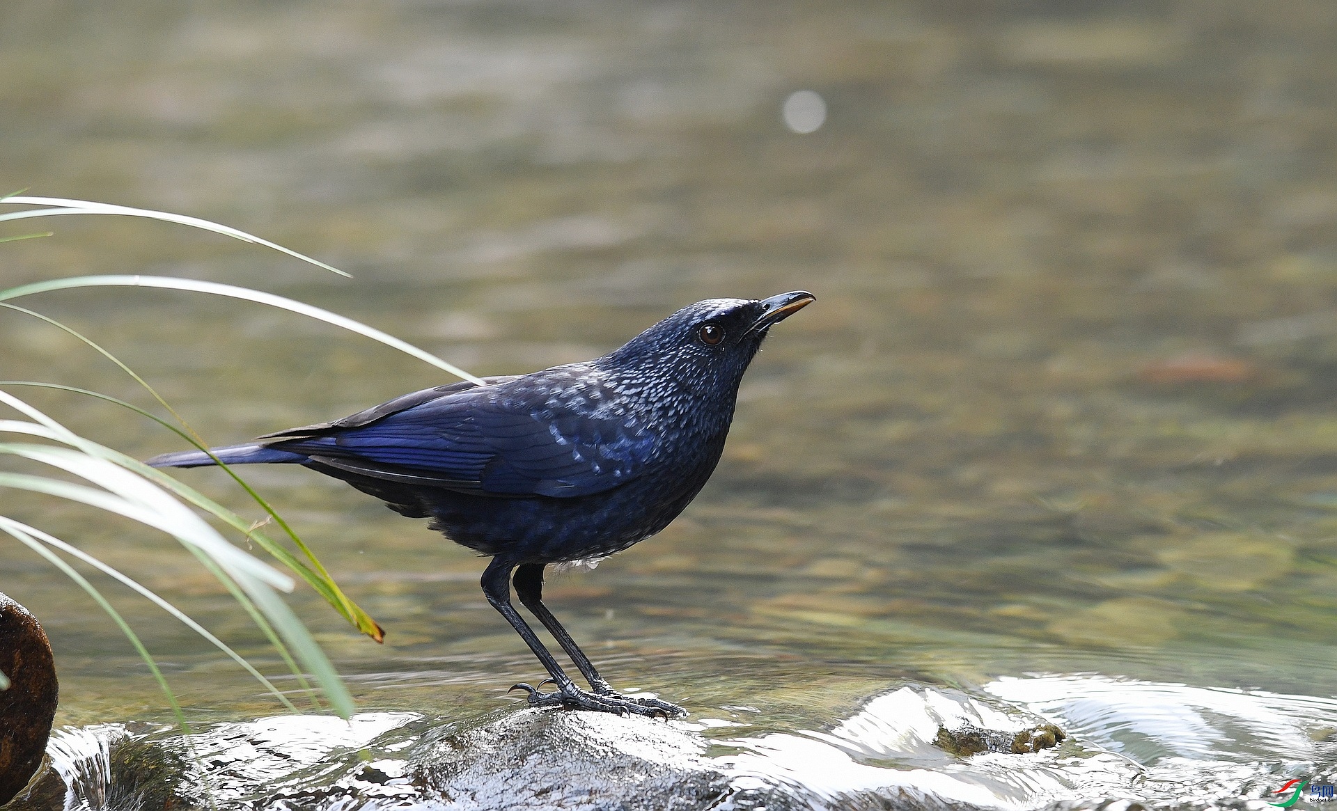 DSC_0609.jpg