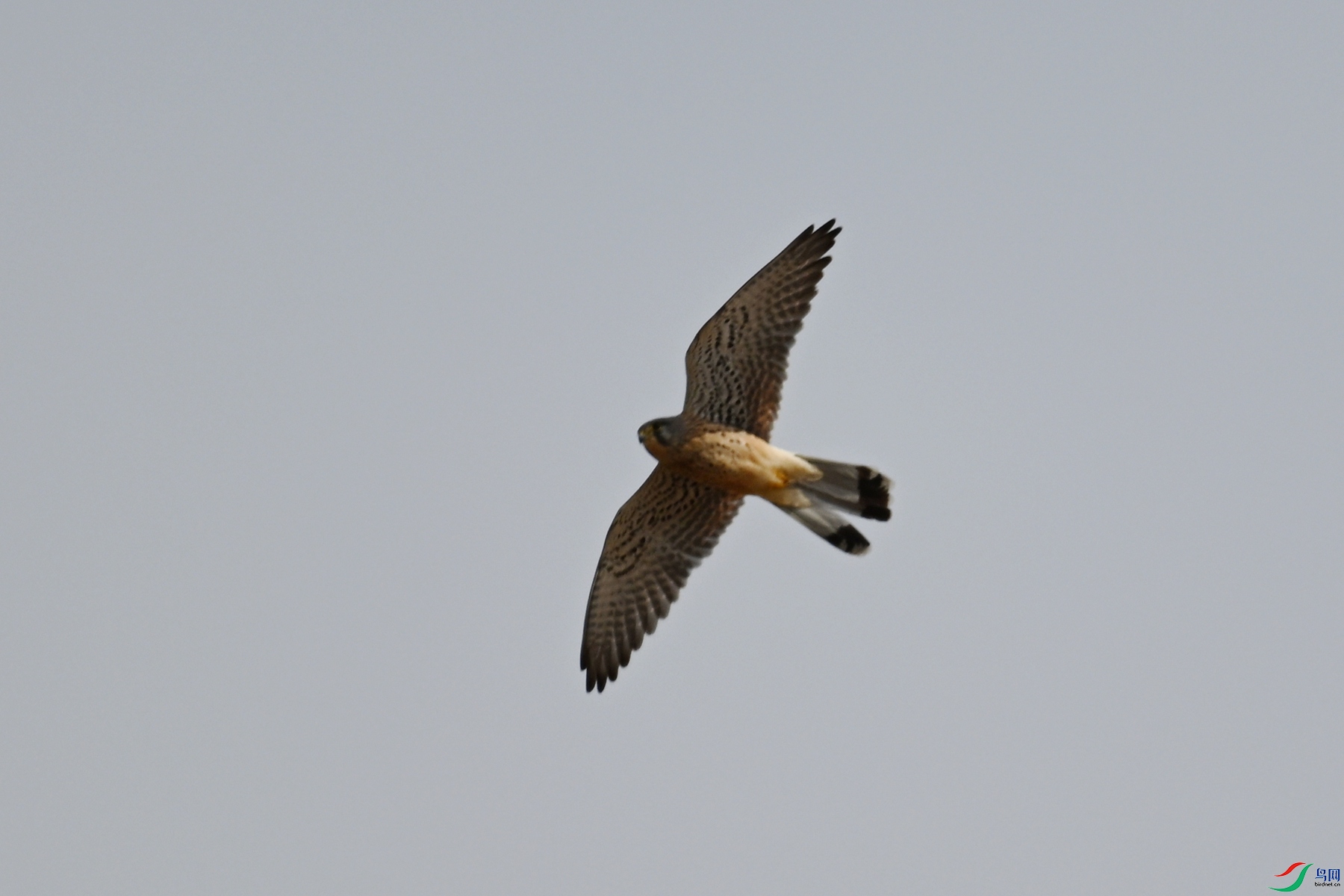 DSC_5816.JPG
