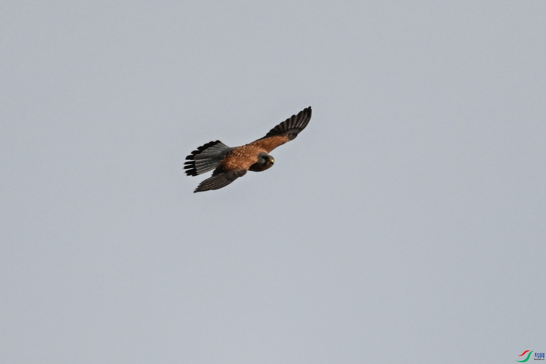 DSC_5810.JPG