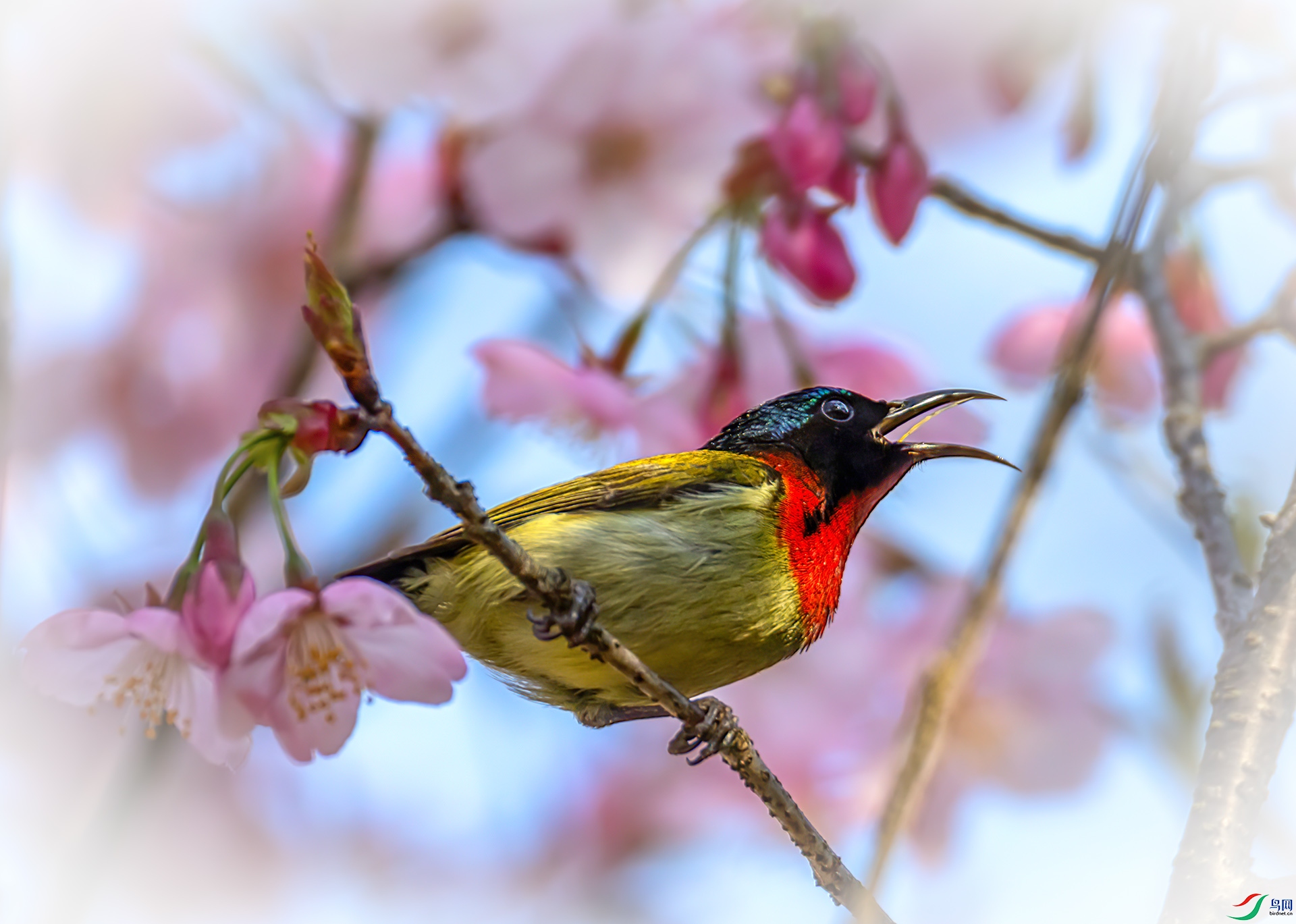 060A0668 ����-Sh----1 .jpg