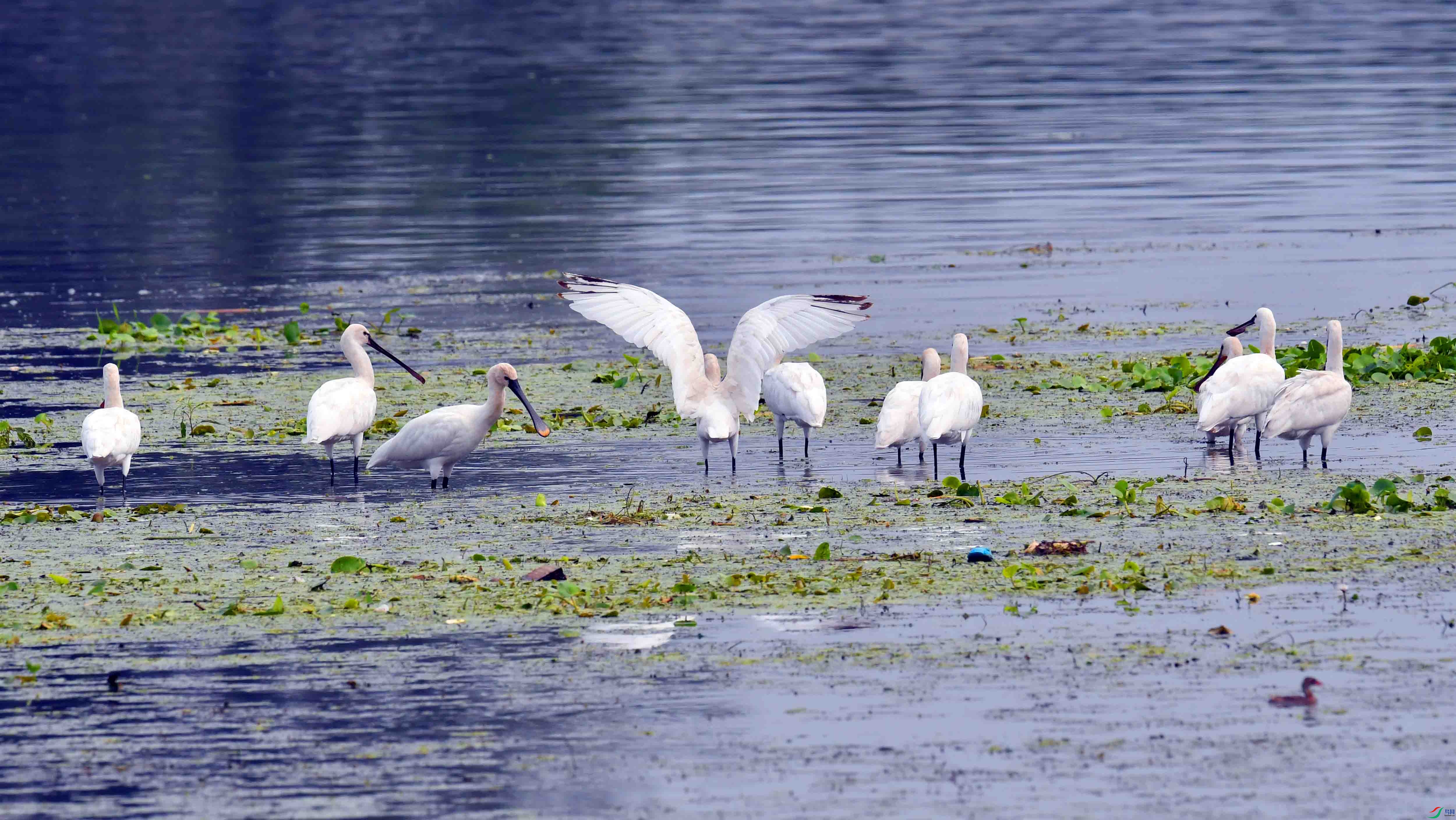 DSC_8287.JPG