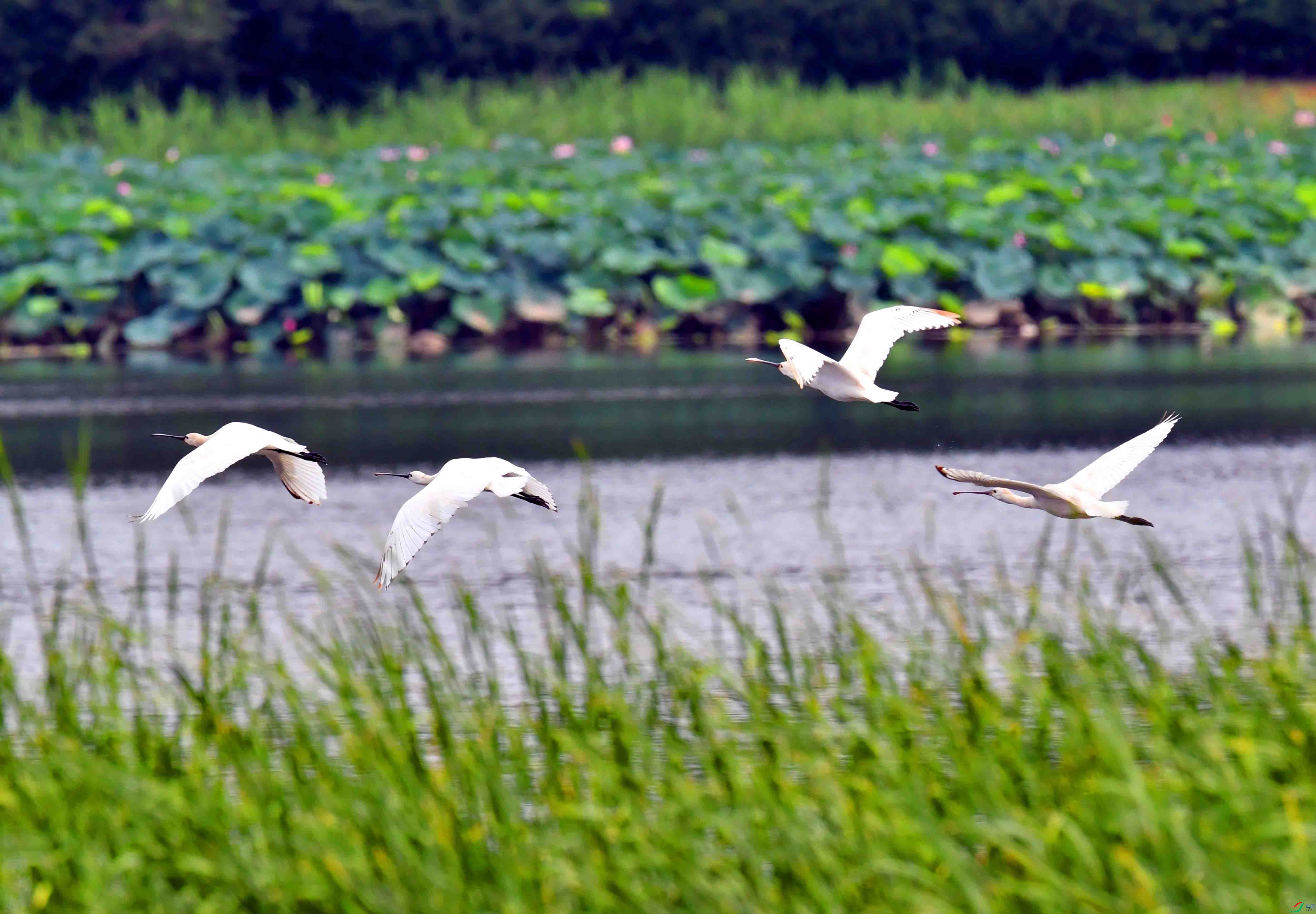 DSC_8309.JPG
