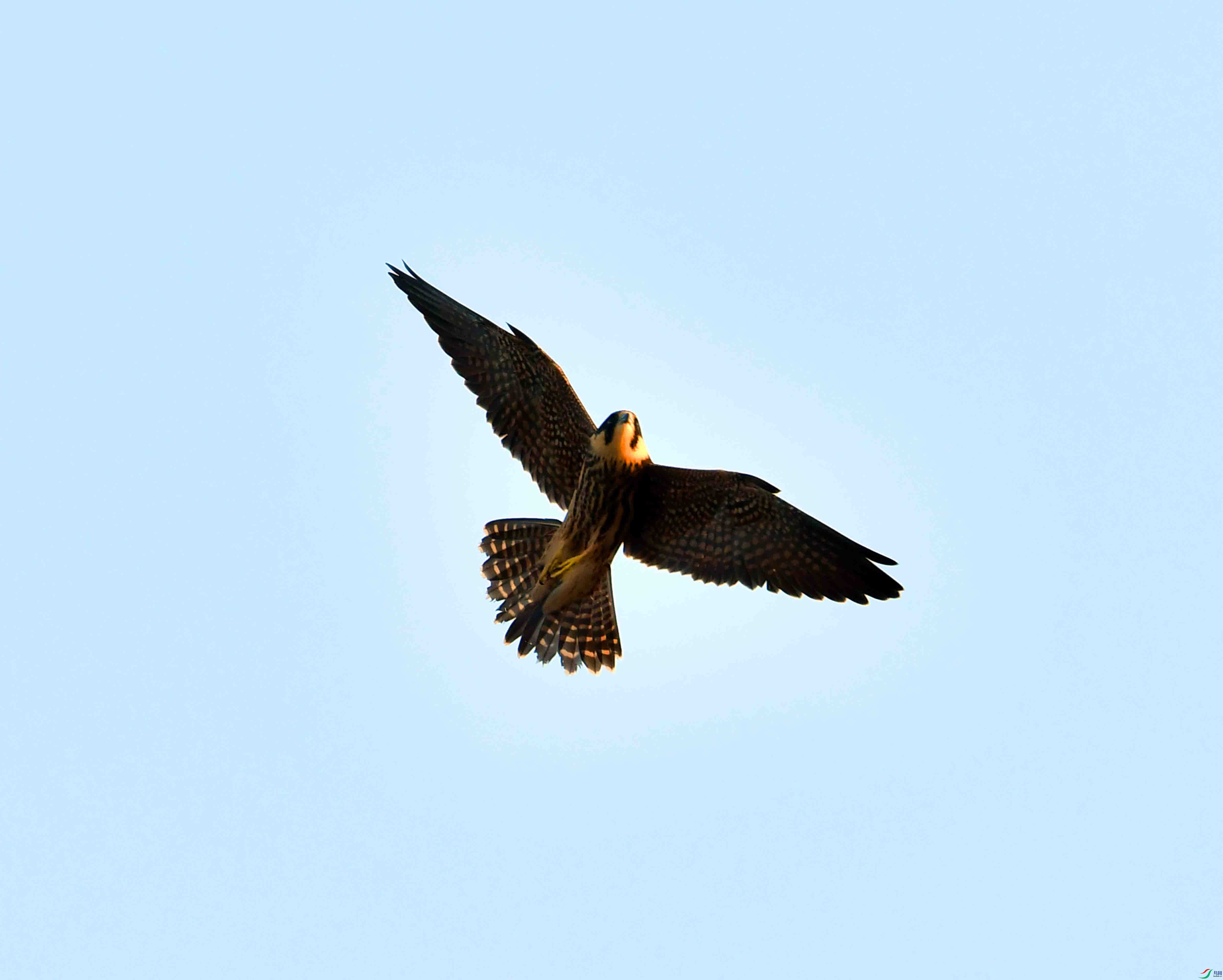 DSC_9906.JPG