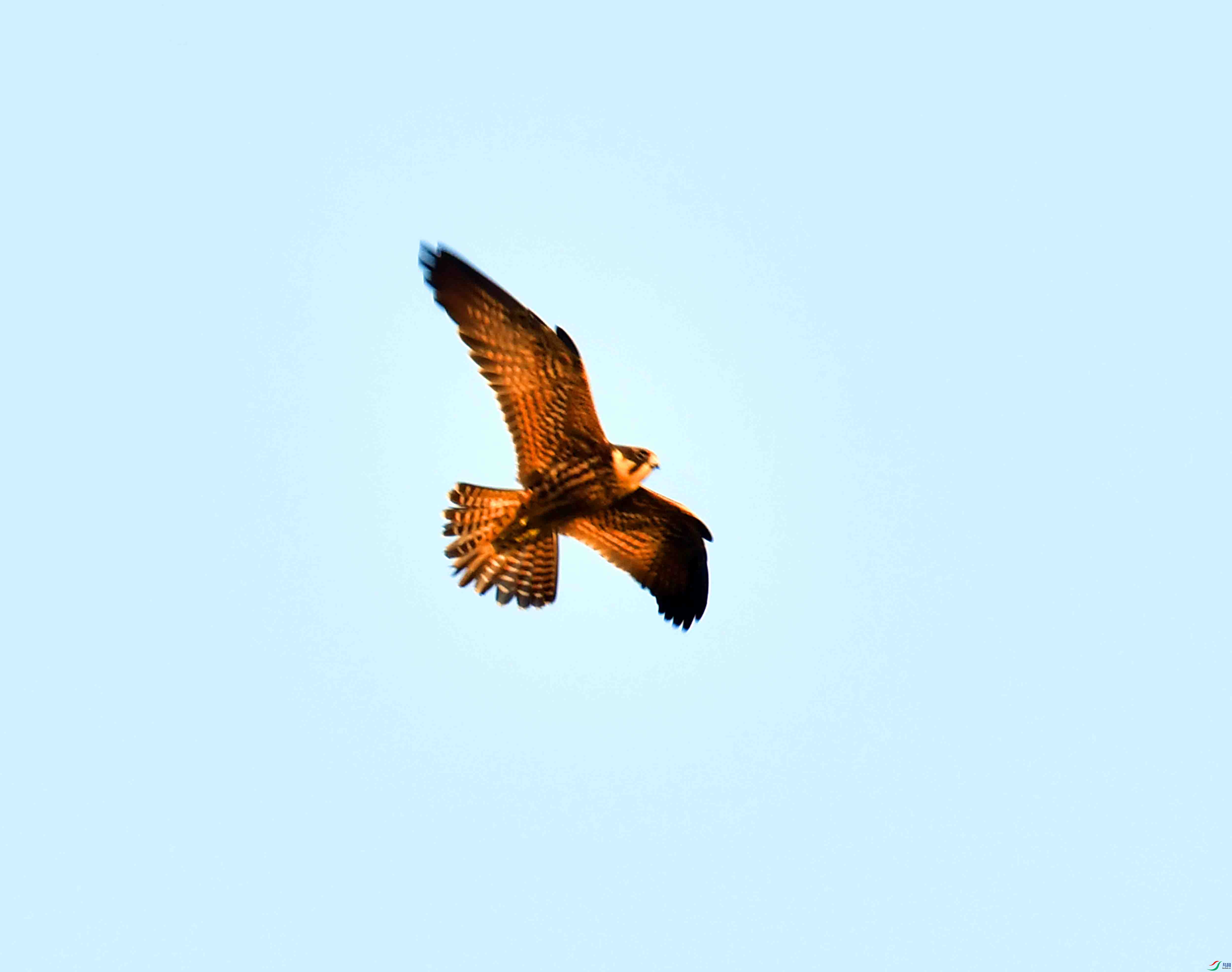 DSC_9948.JPG