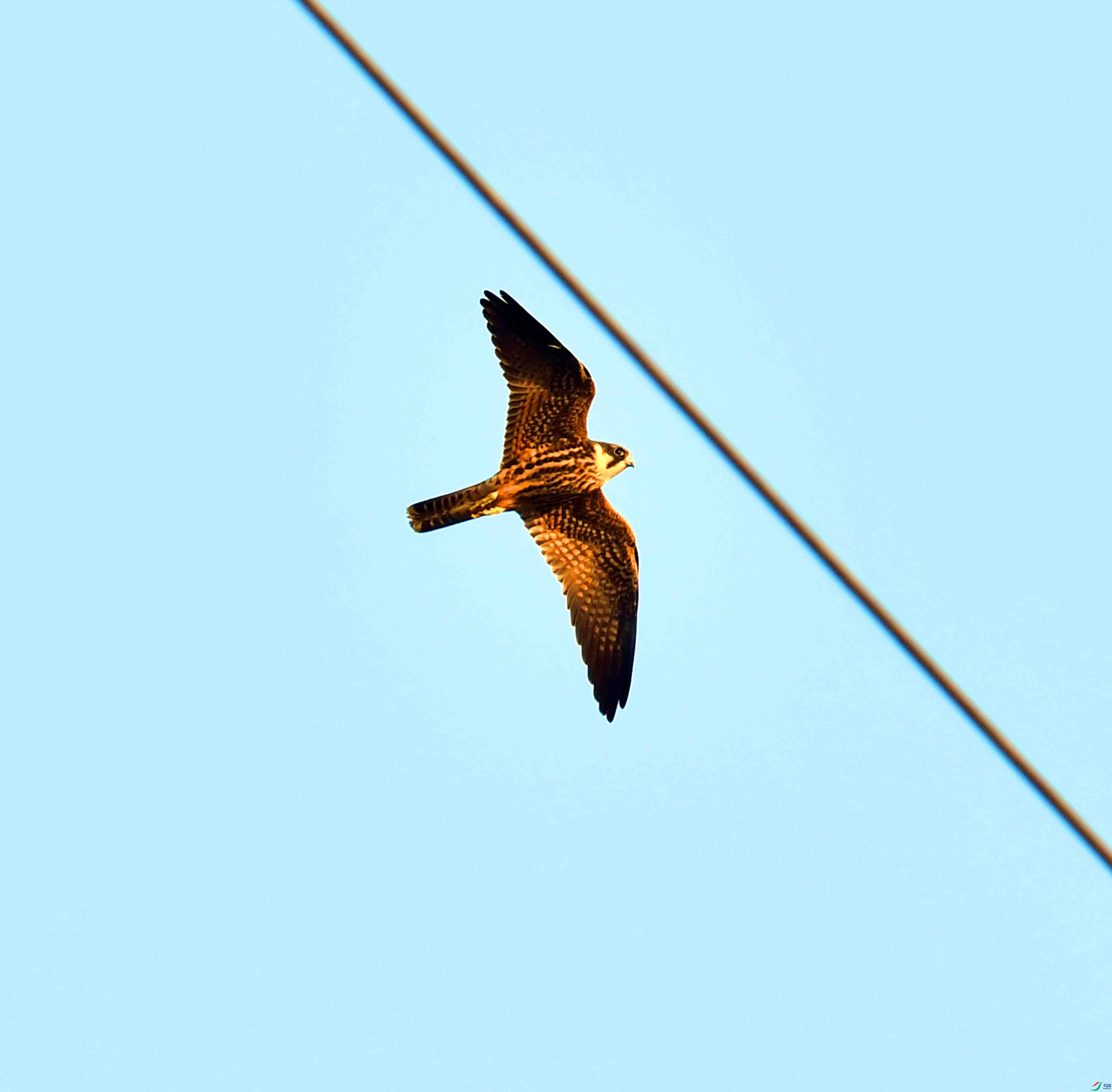 DSC_9949.JPG