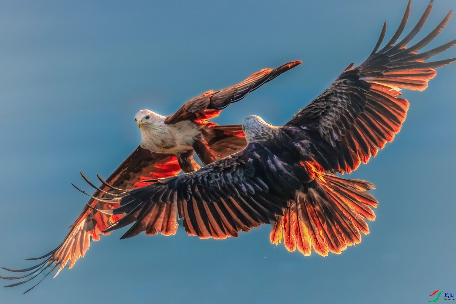 ���----˫�G���