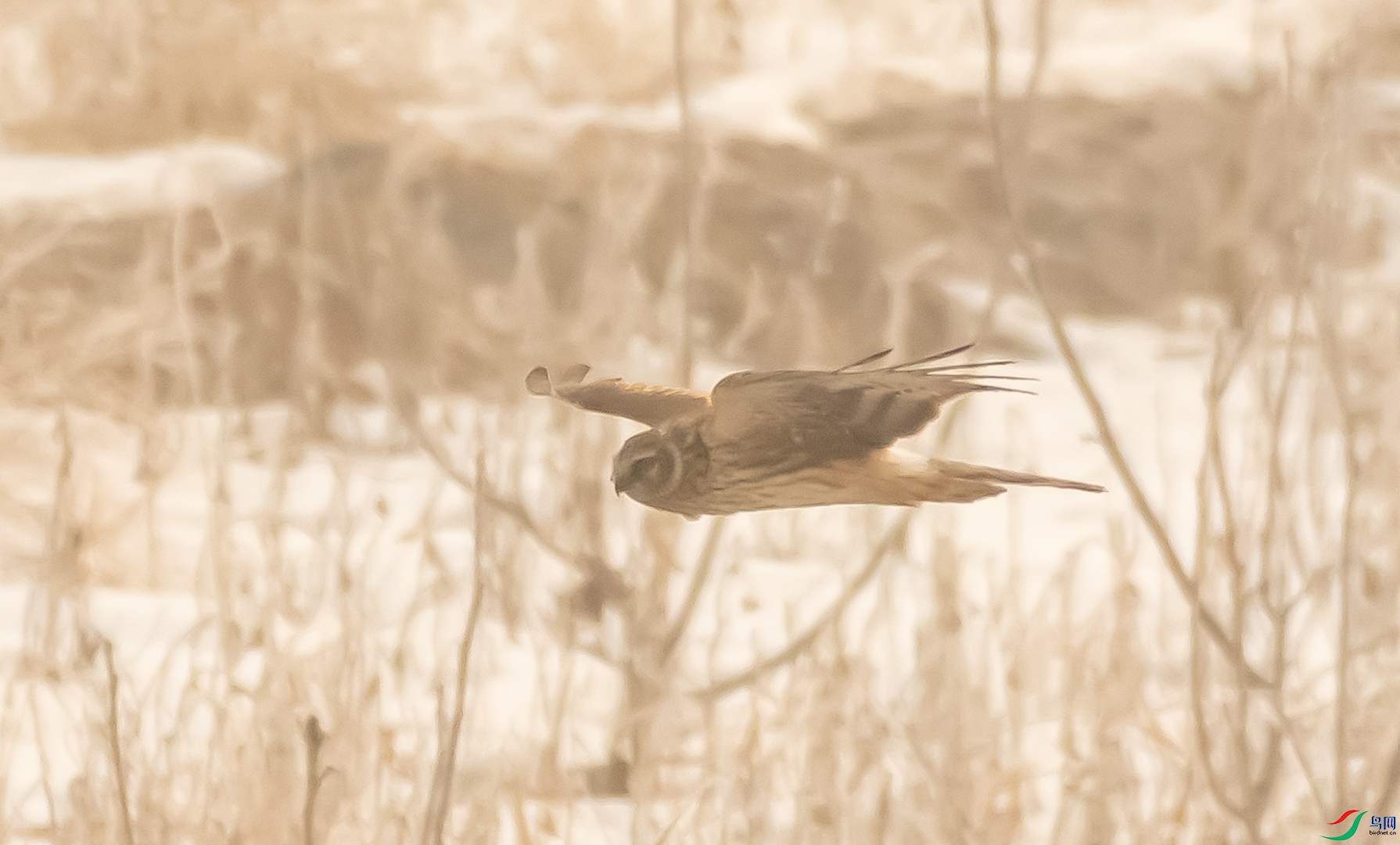 DSC_6531.jpg